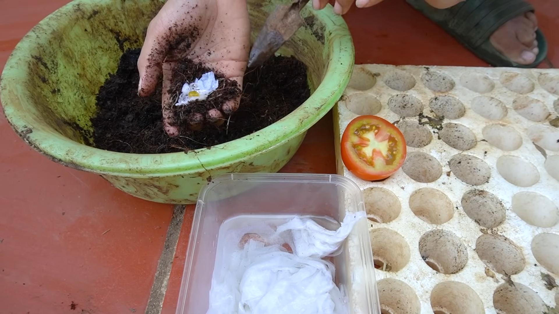 Grow tomatoes year round