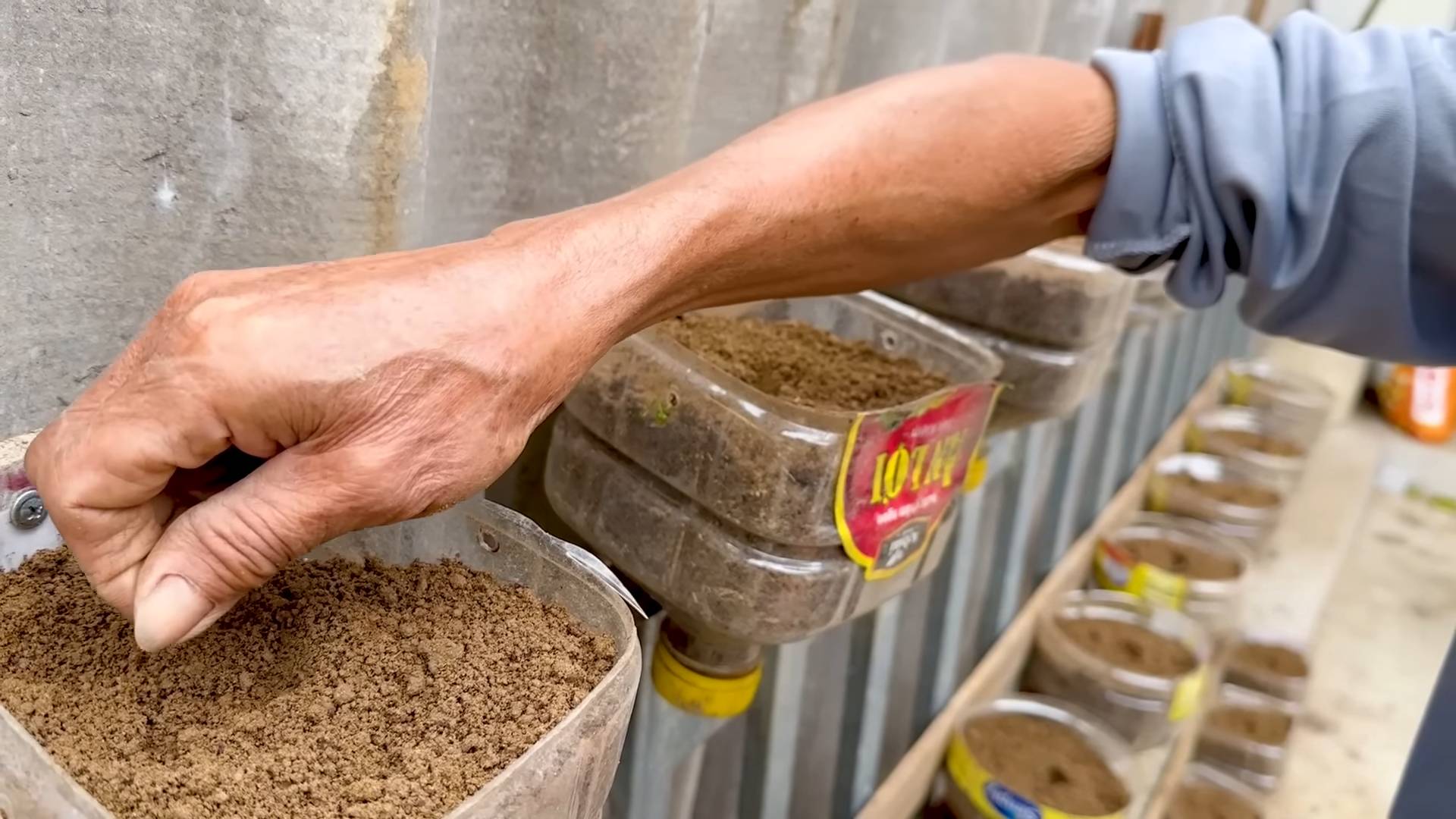 DIY kale bottle garden