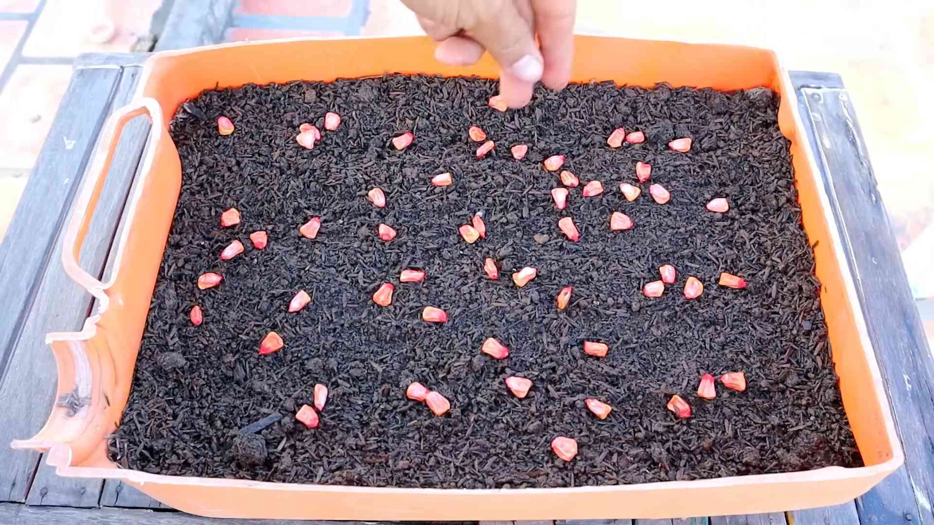 Growing Sweet Corn in Pots