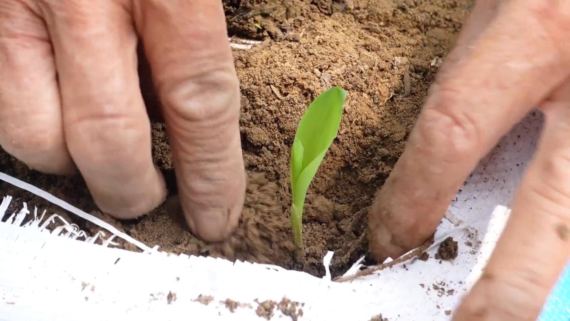 Growing corn in sacks