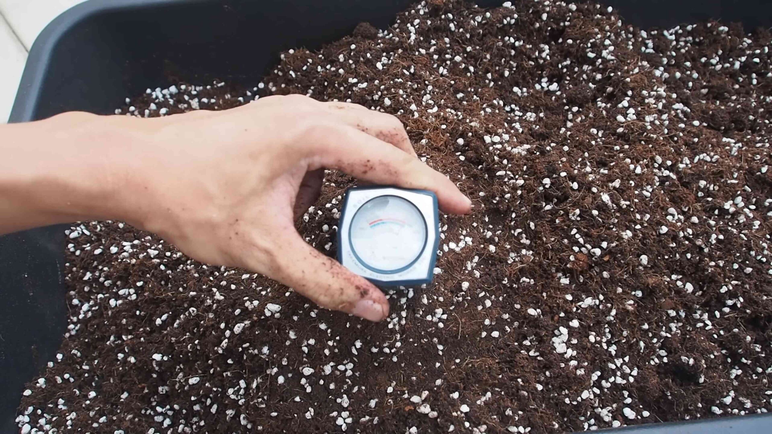 Growing grapes in containers