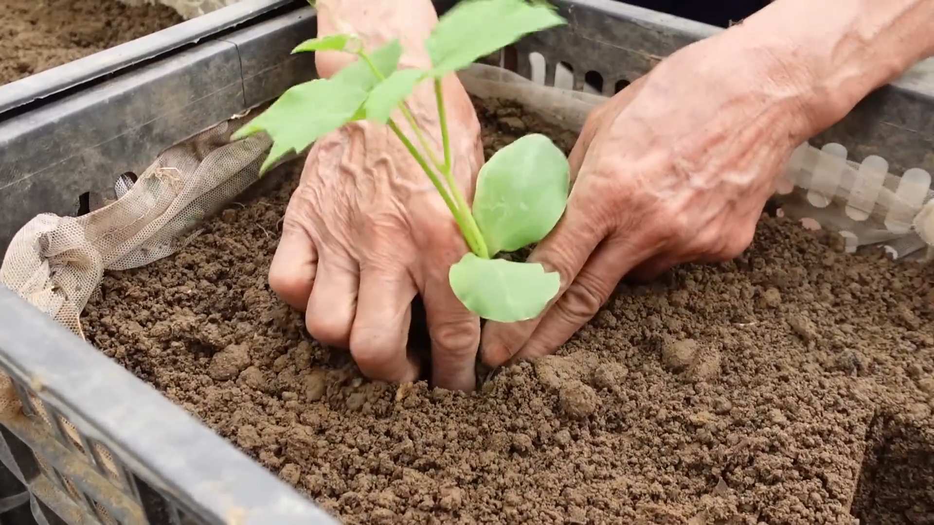 Grow angled luffa at home