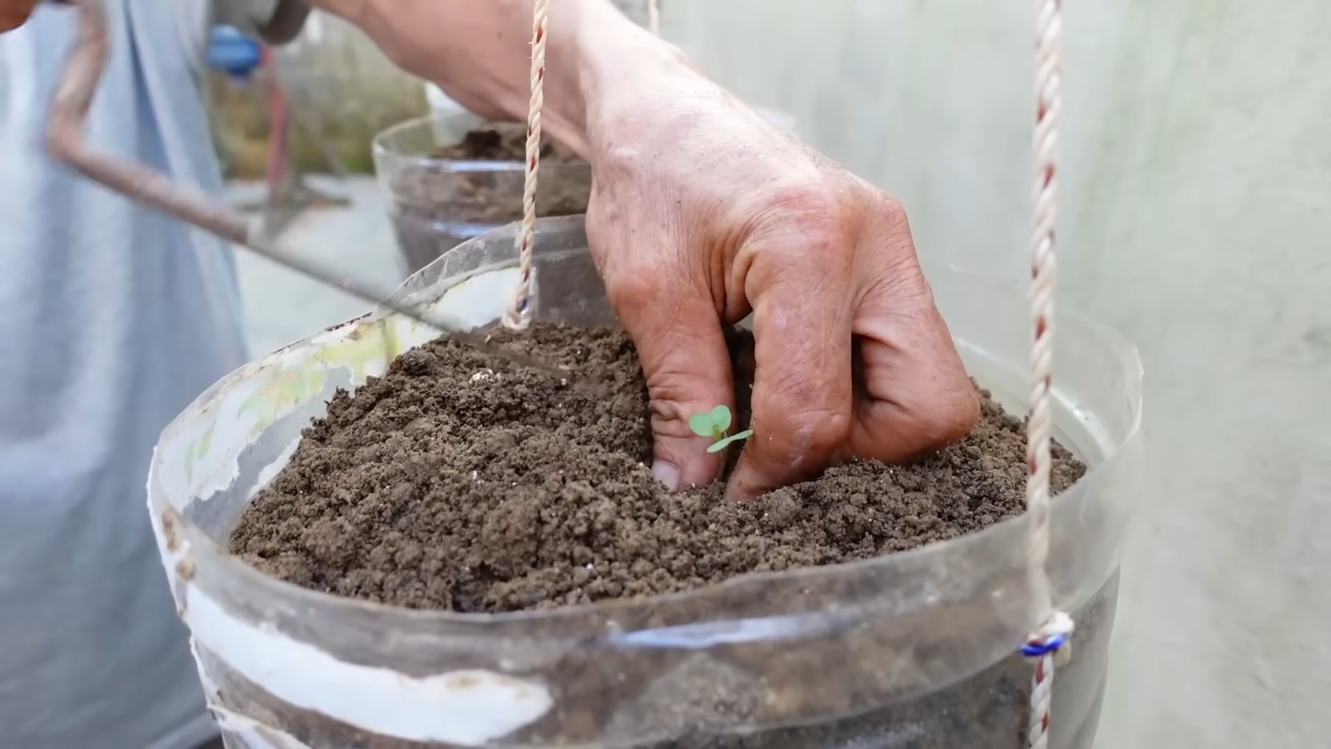 Grow cabbage in plastic bottles