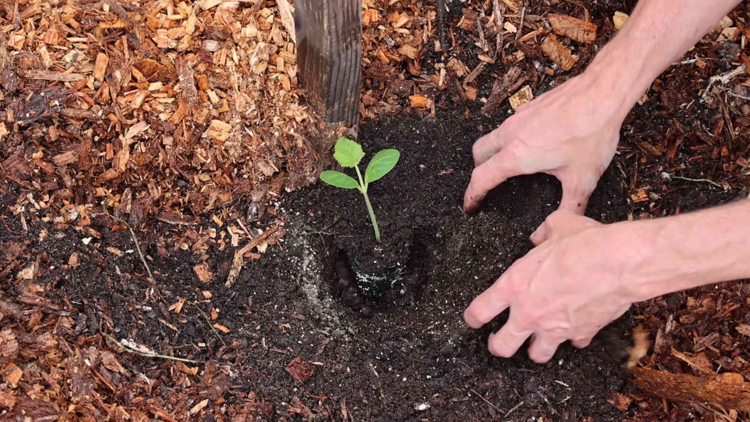 Grow Squash Vertically