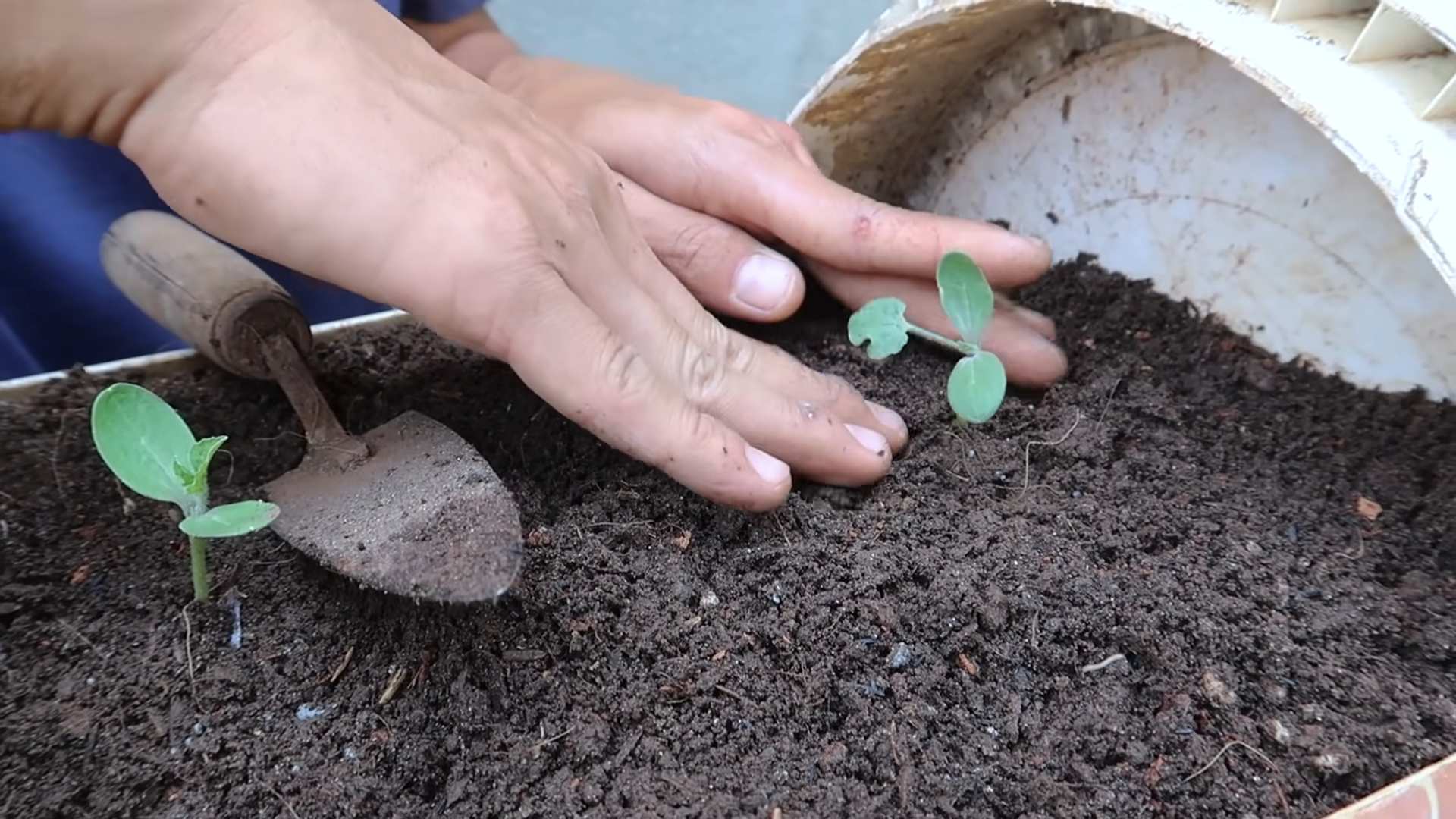Boost Watermelon Harvest