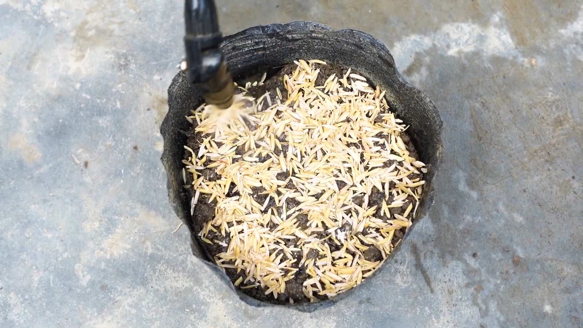 Grow cabbage at home easily