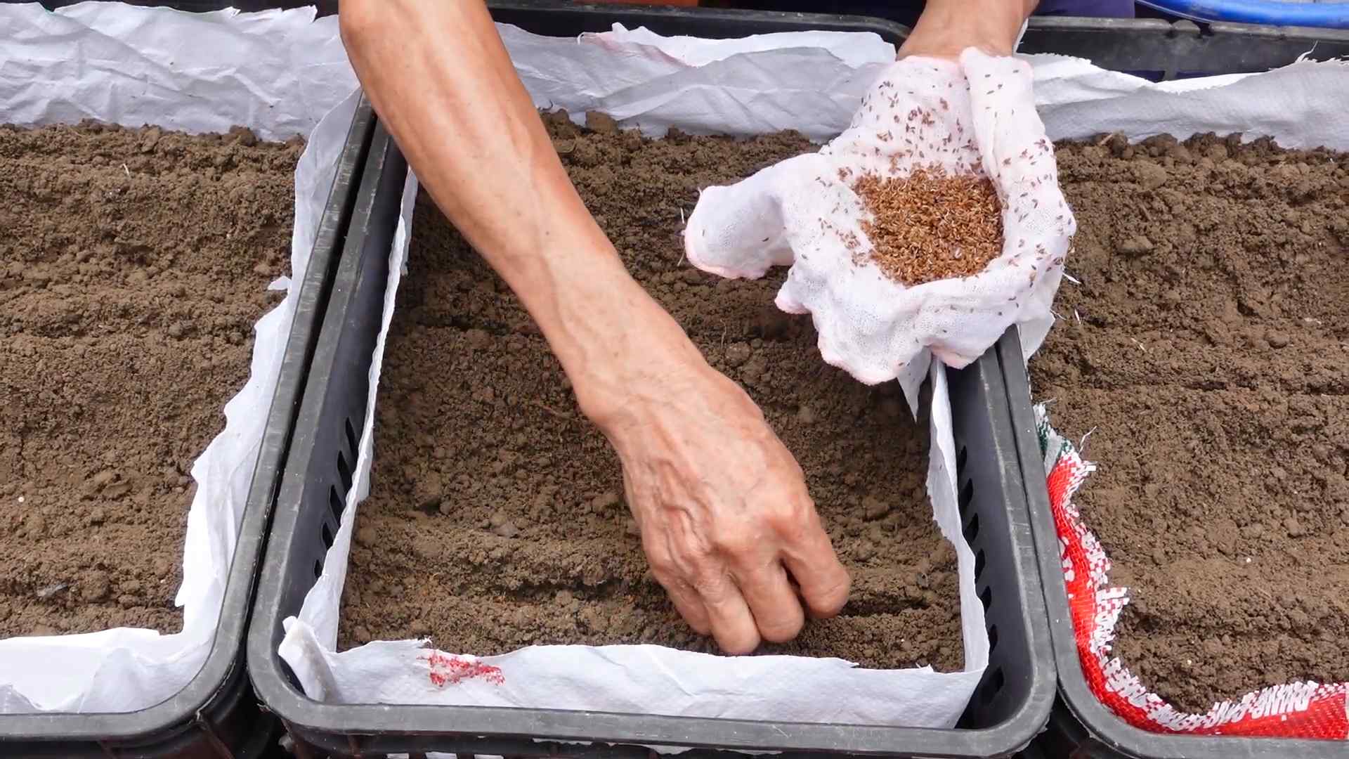 Grow carrots at home