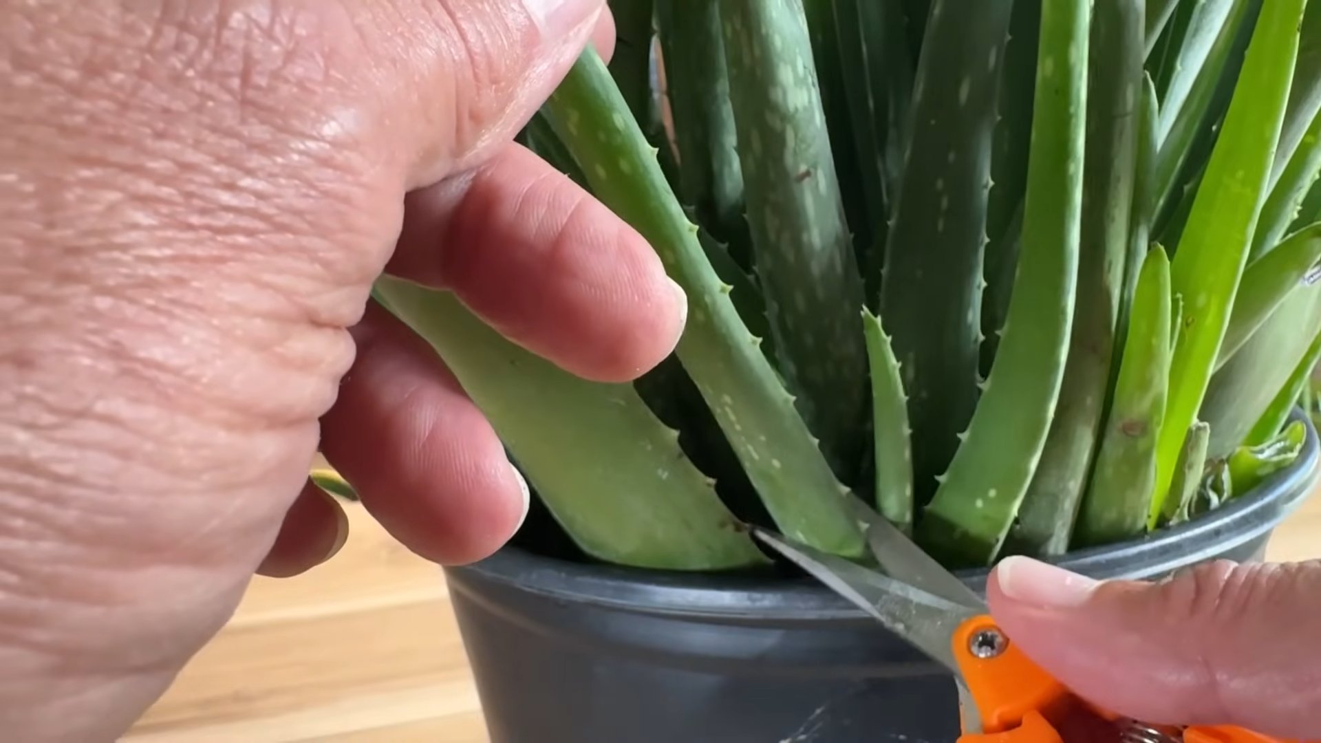 Aloe vera leaf cuttings