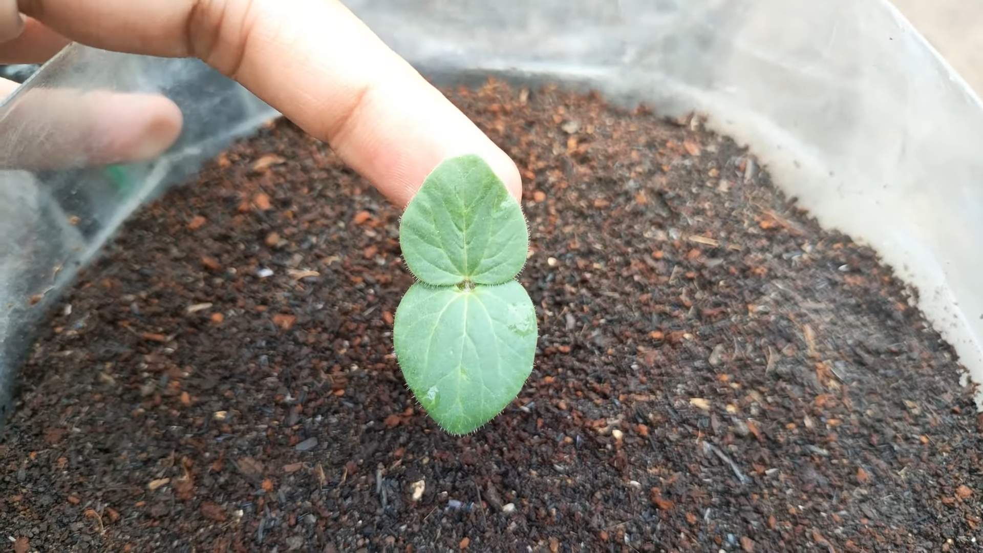 Growing Okra at Home