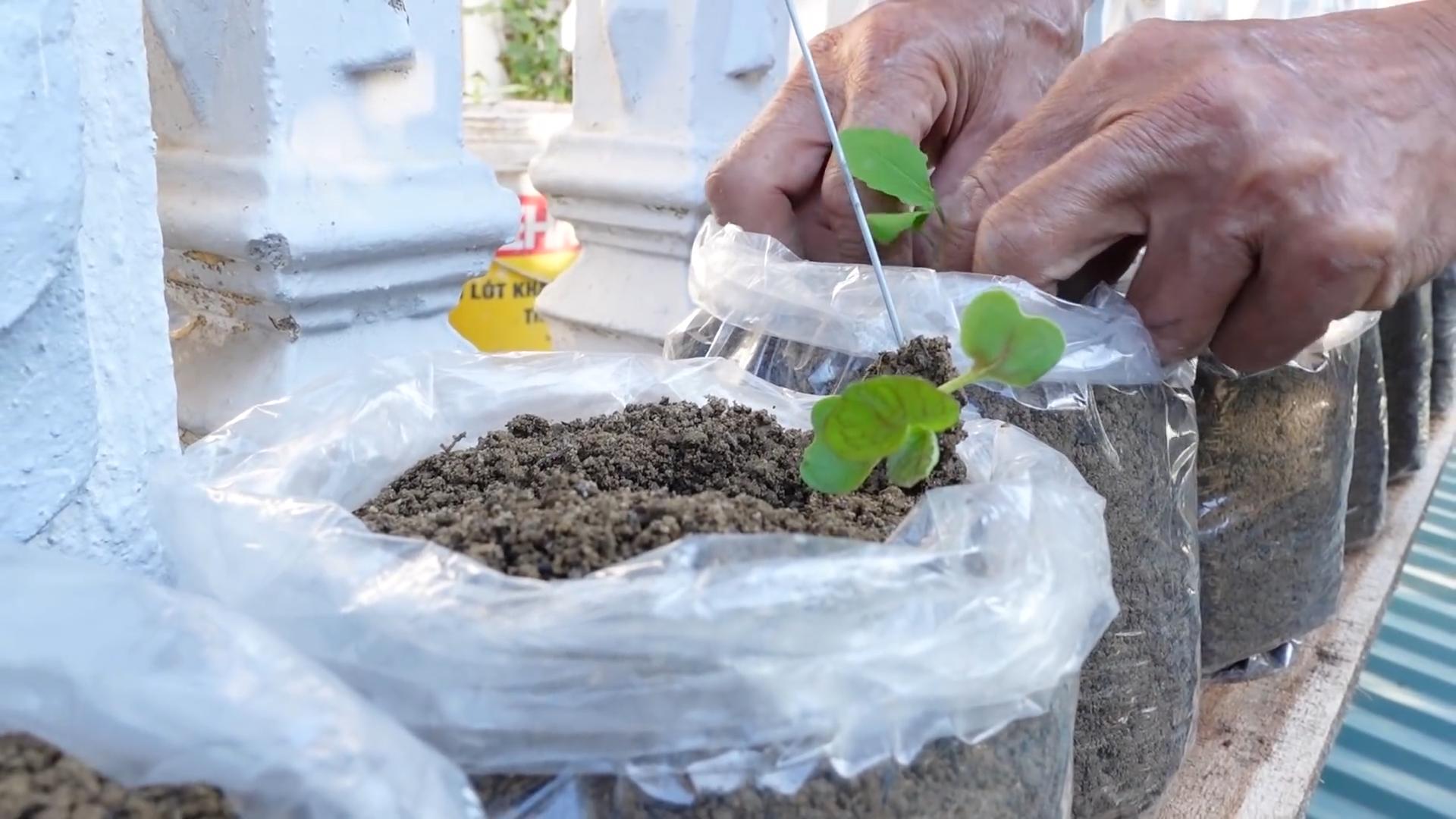 Rooftop vegetable gardening for beginners