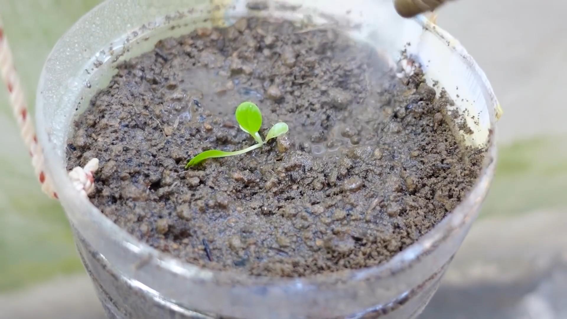 Grow vegetables for partner