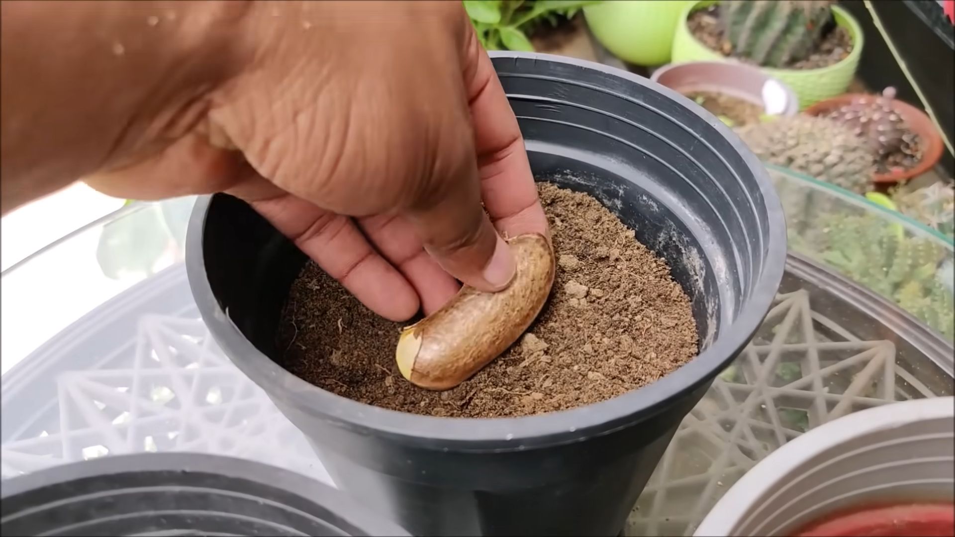 Grow Mango Tree from Seed