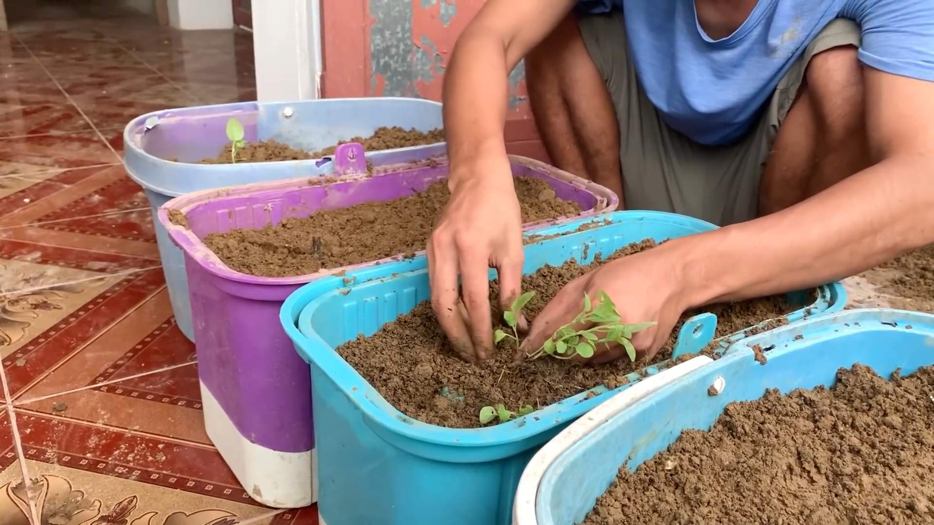Grow White Eggplant