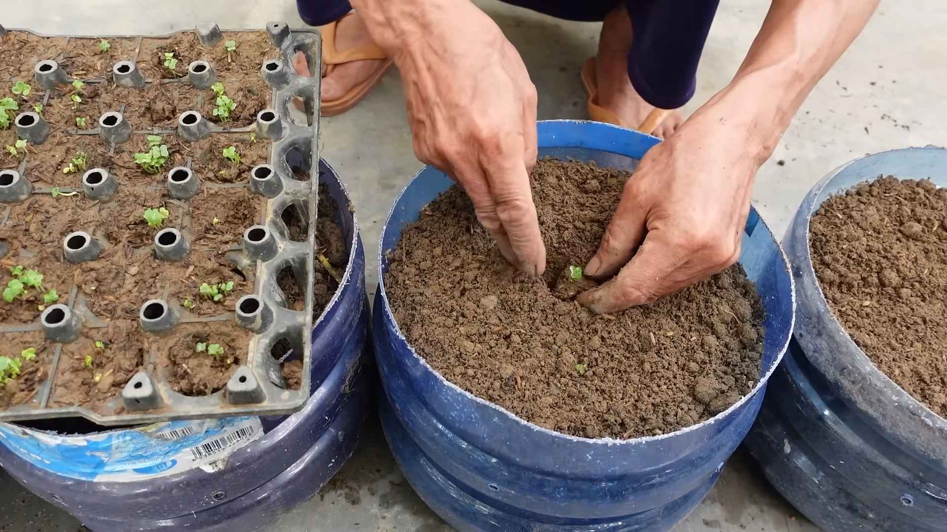 Grow Napa Cabbage Container