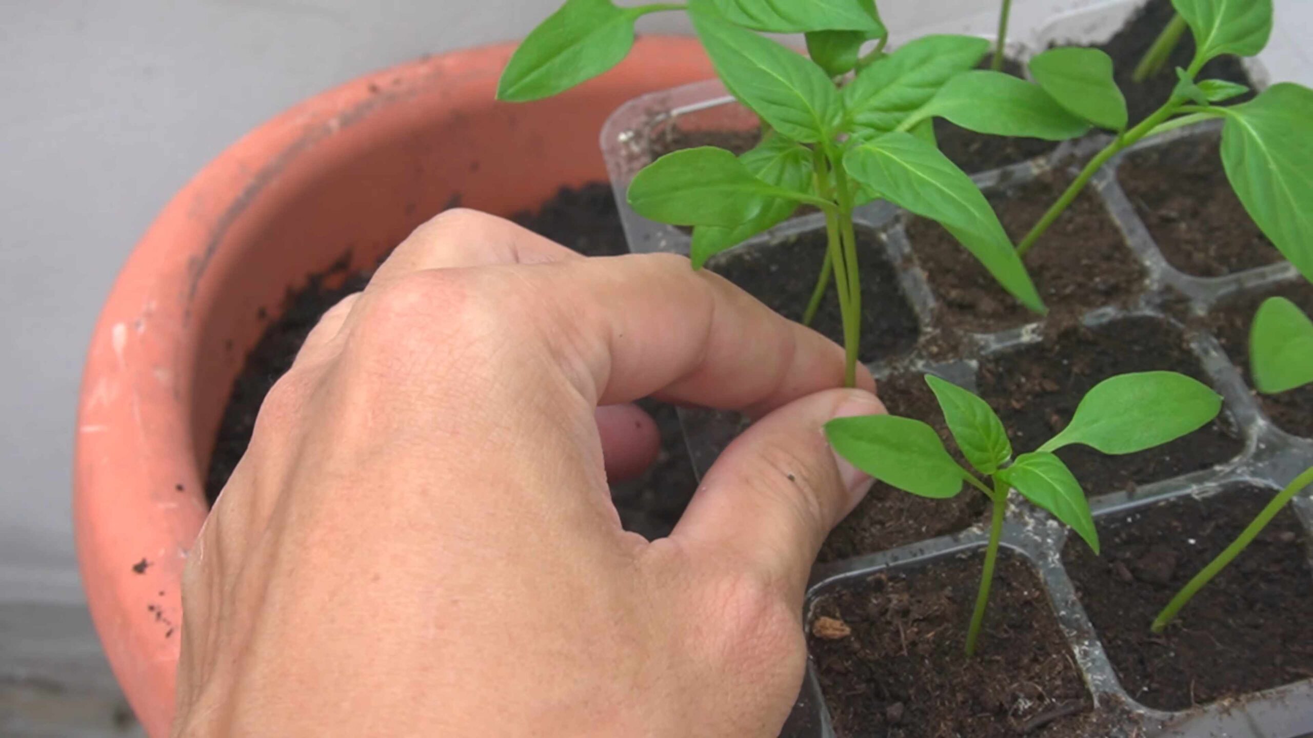 Grow Bell Peppers from Seed