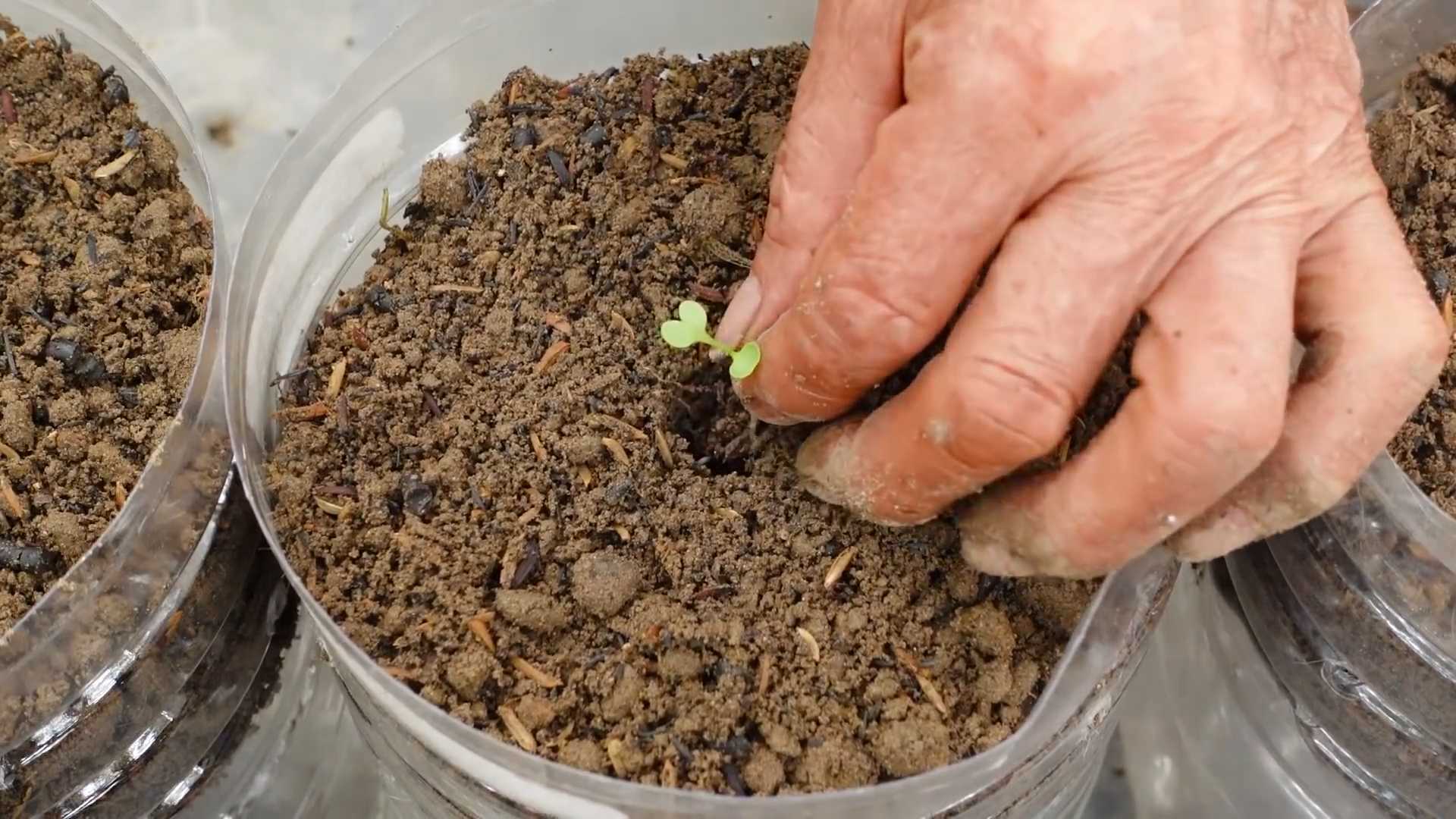 Growing king veggies at home