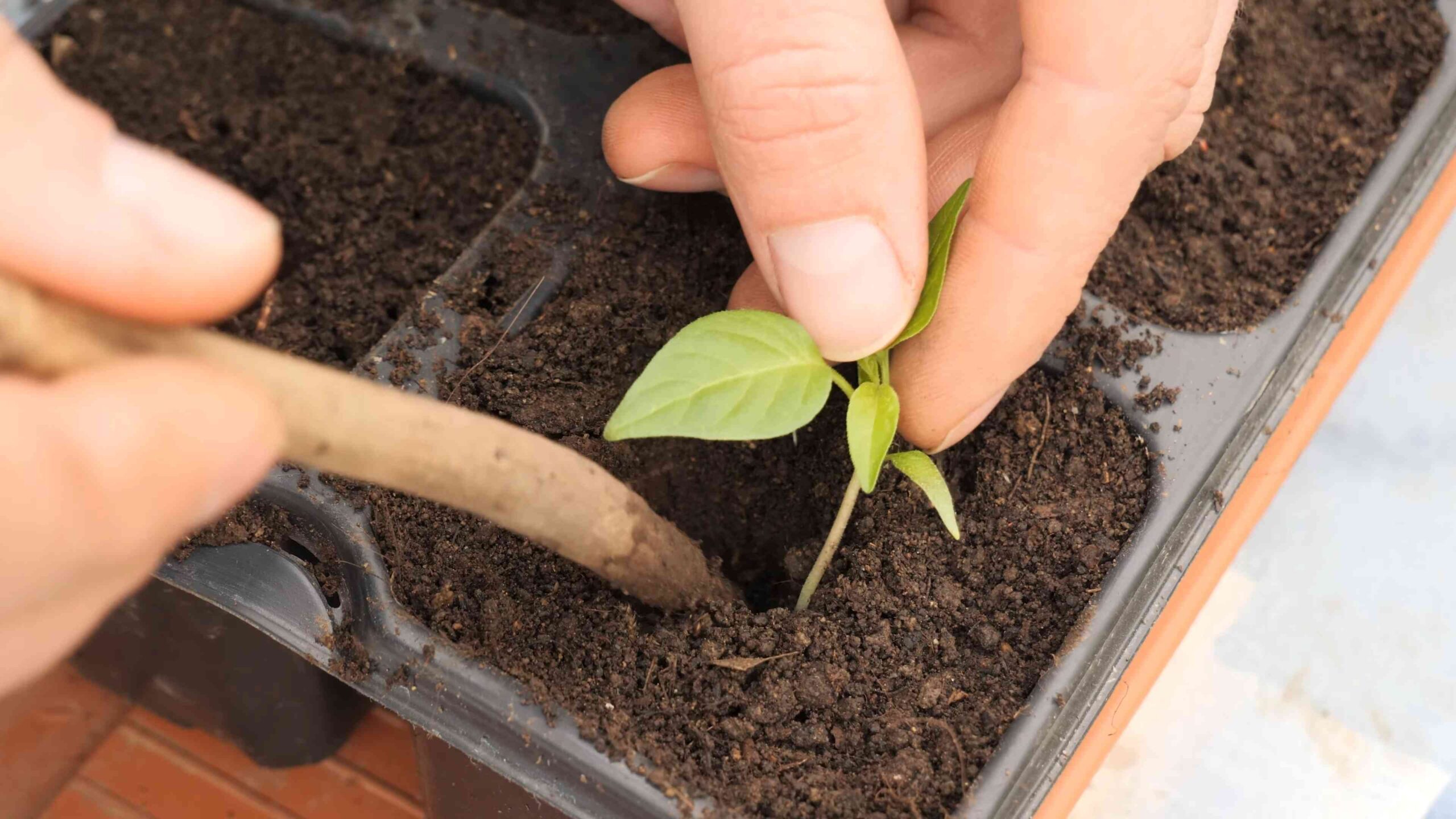 Growing Yellow Habanero Peppers