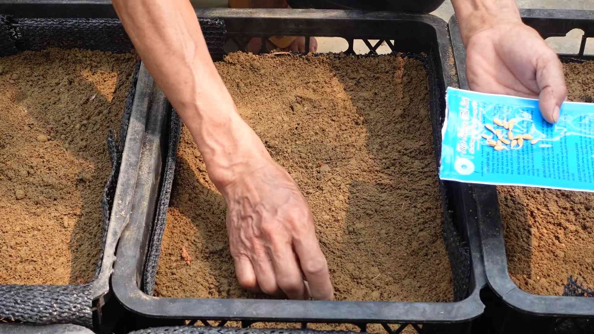Grow cantaloupes at home