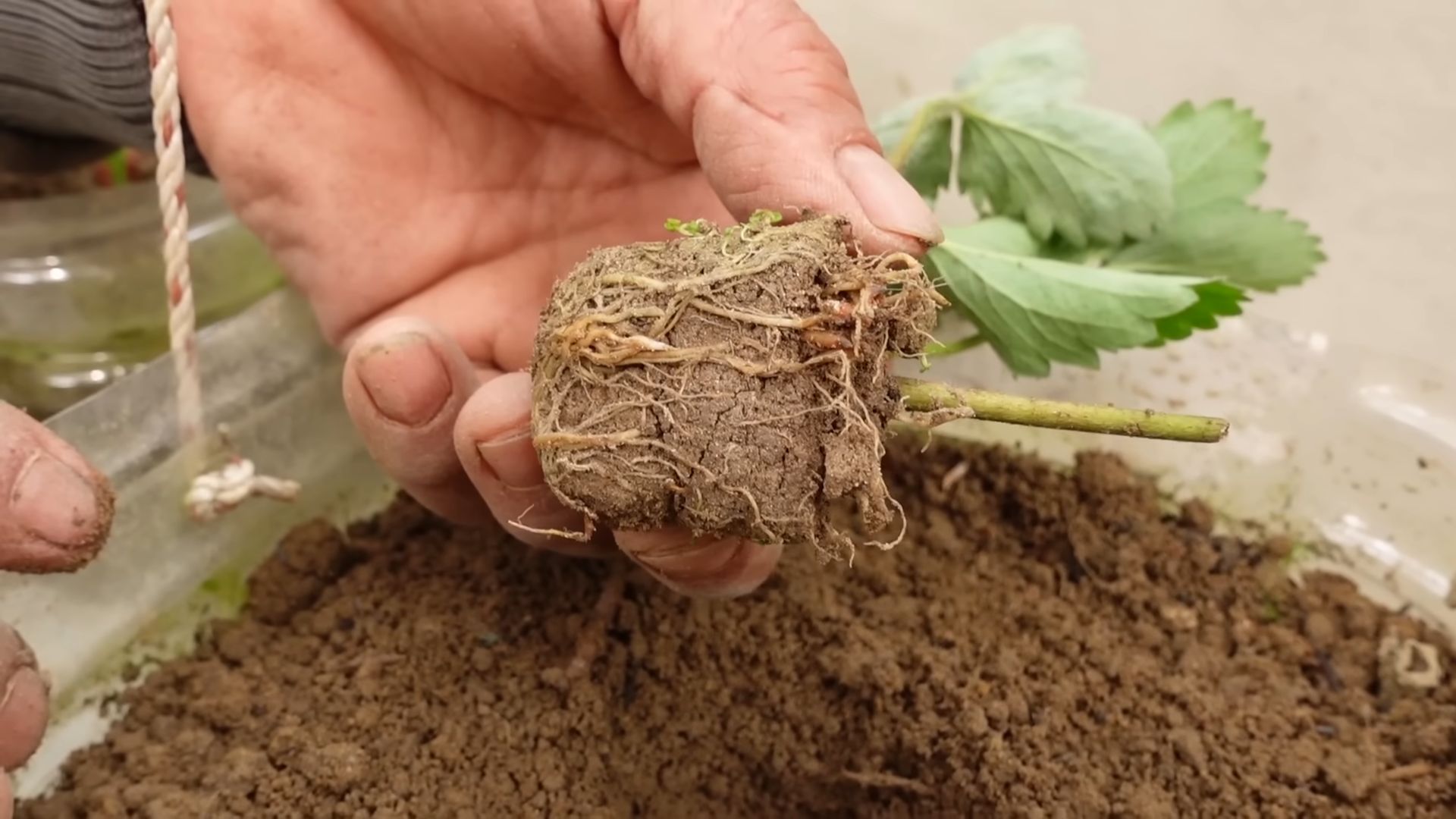 Grow Strawberries at Home