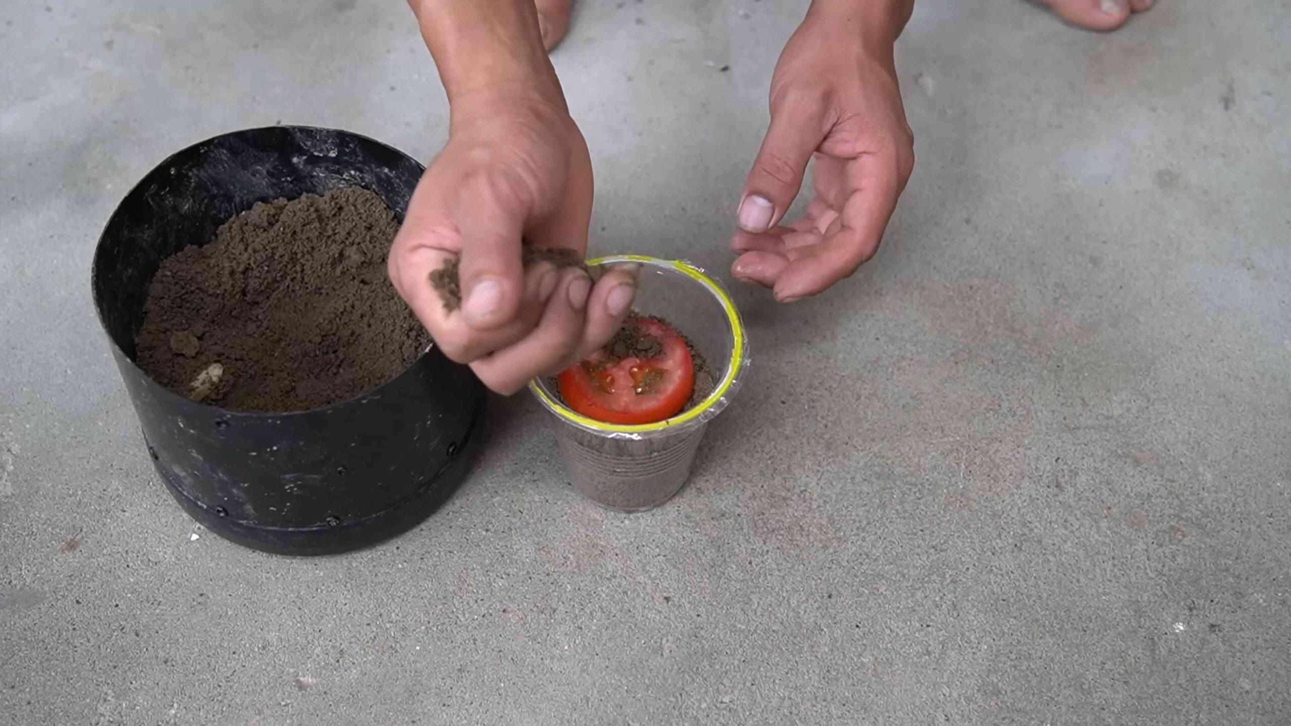 Backyard Tomato Growing Tips