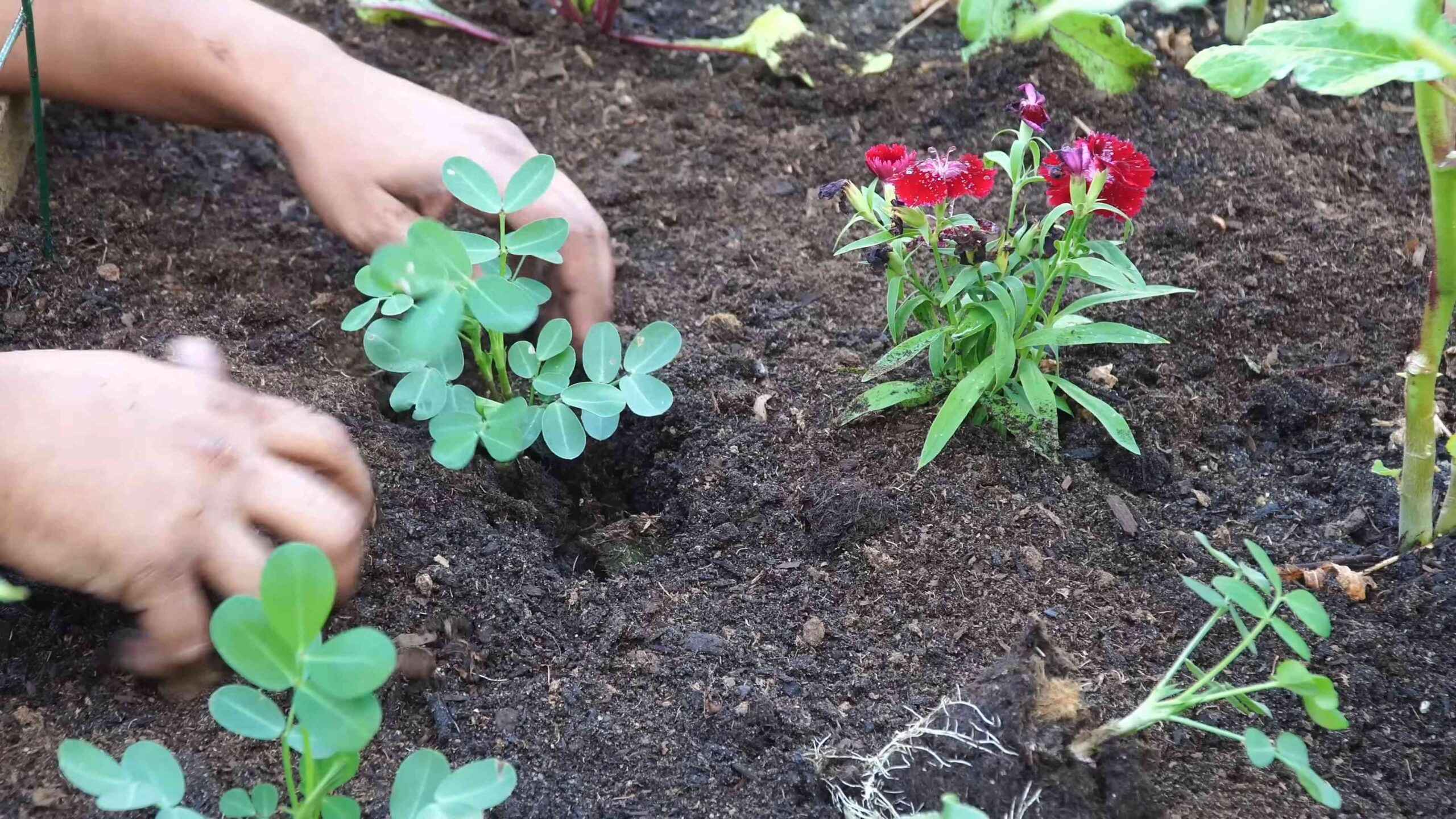 Growing peanuts backyard