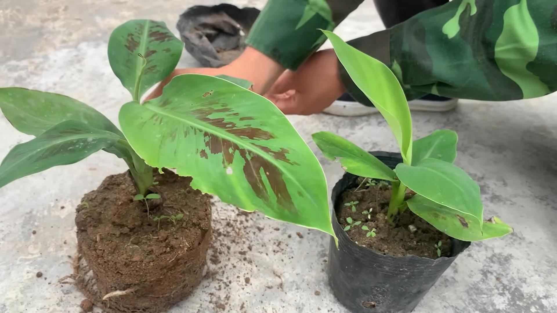 Propagate banana plants at home