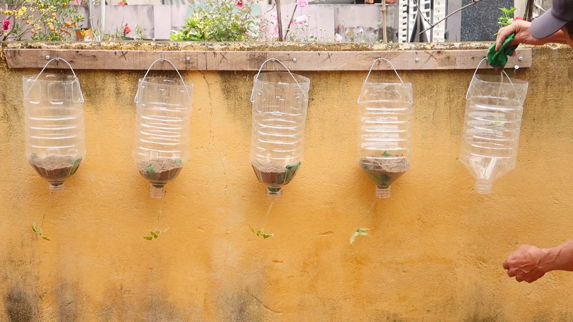 Grow tomatoes at home