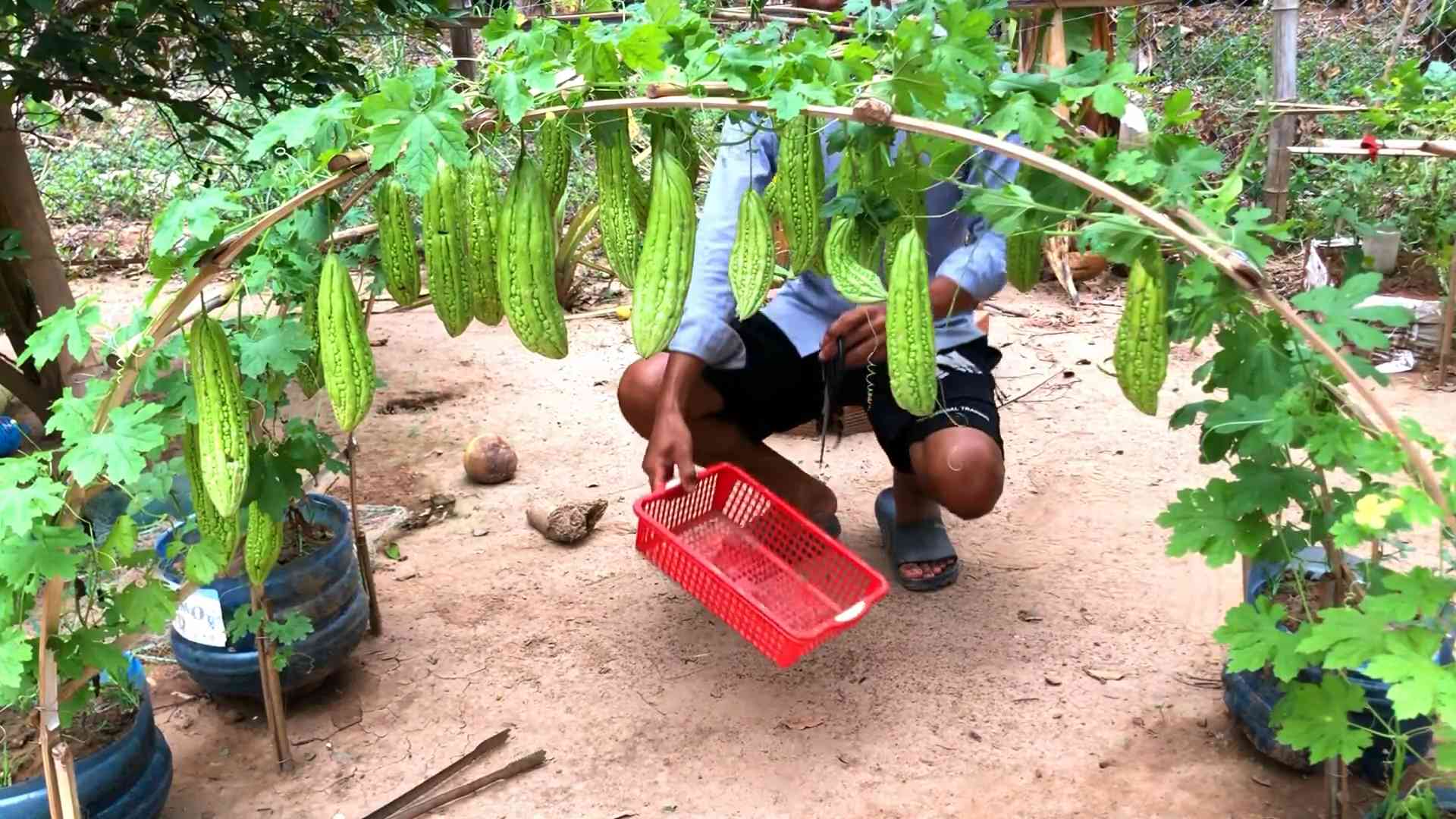 Grow Bitter Melon