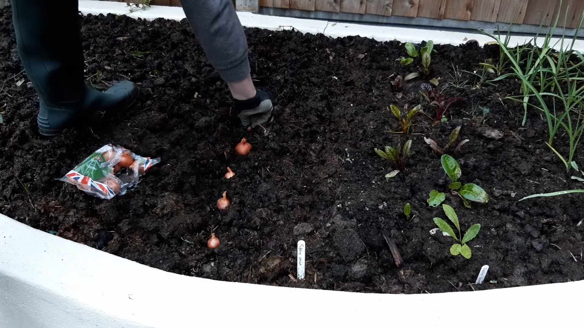 Growing Native Shallots at Home