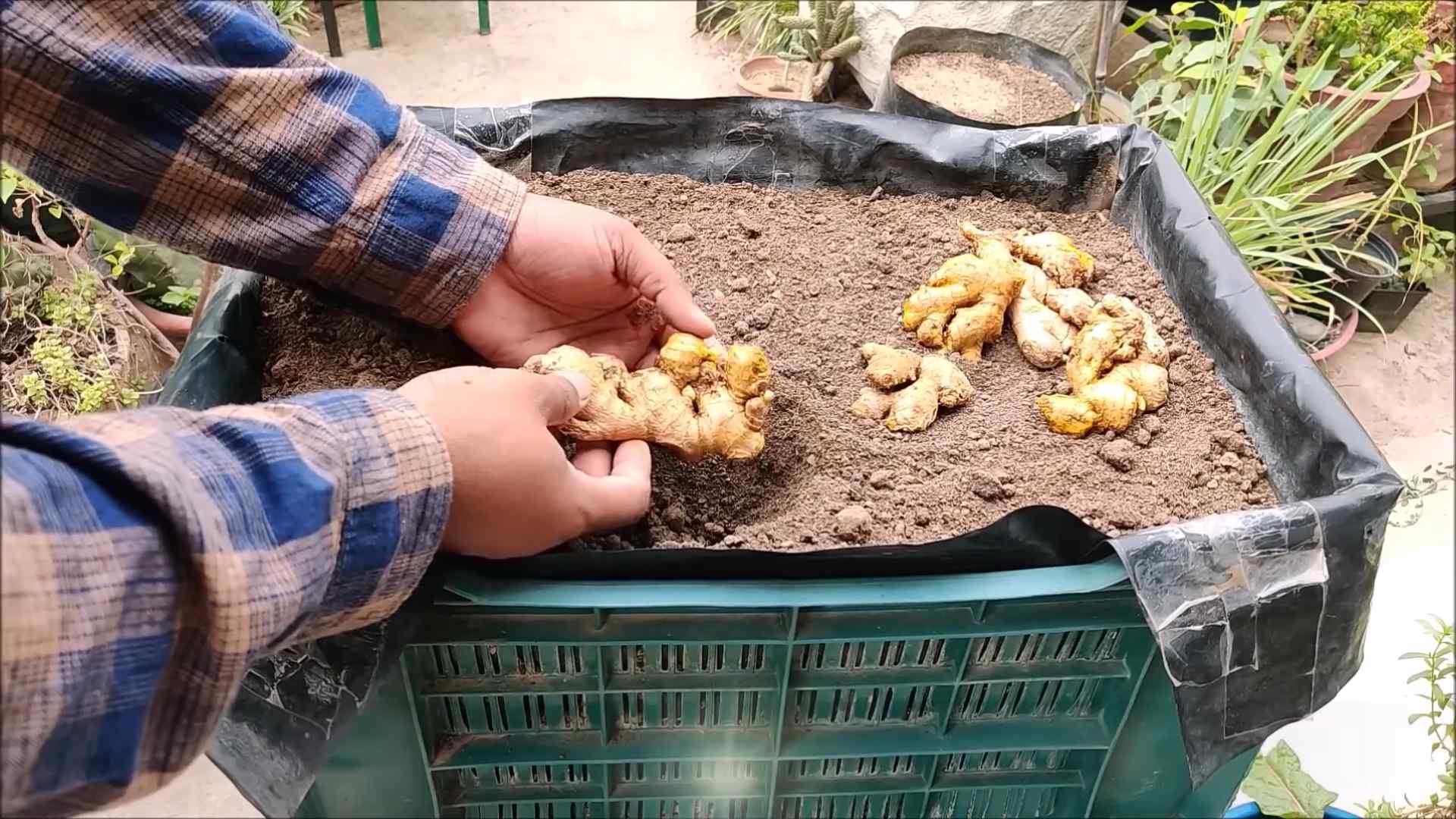 Plant Ginger Backyard