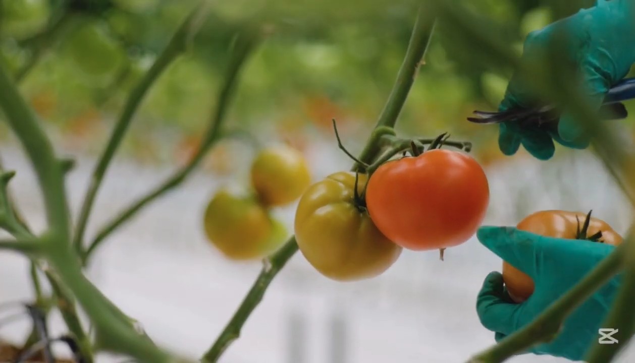 Container gardening tomatoes