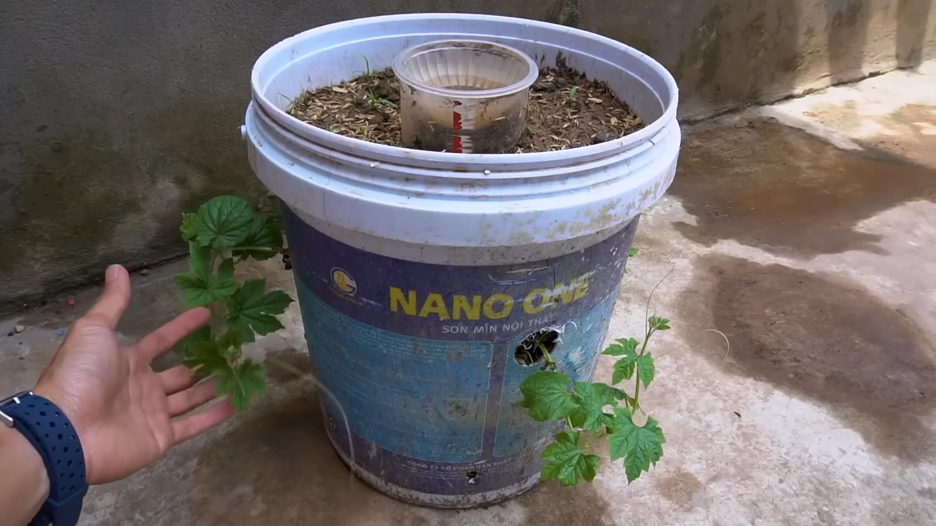 Grow Bitter Gourd Easily