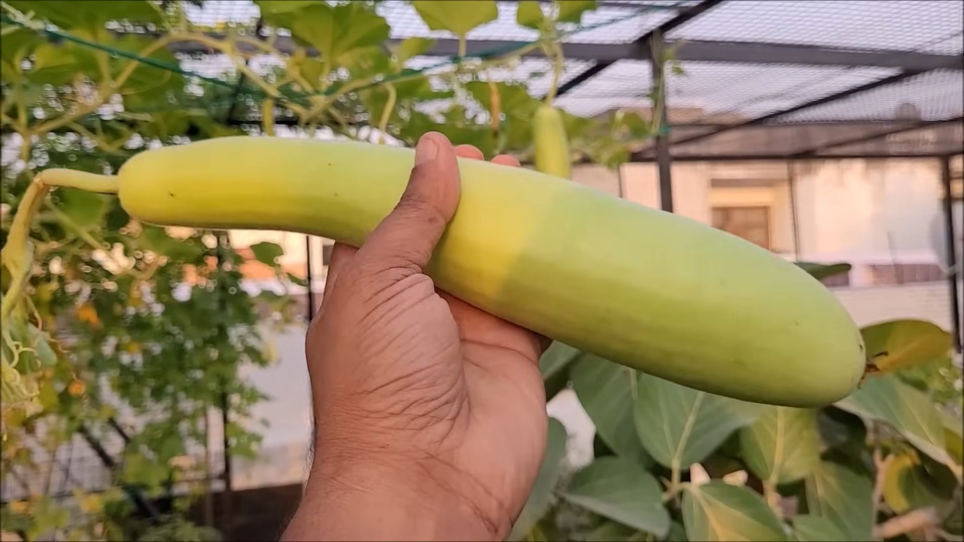 Growing Bottle Gourd Backyard