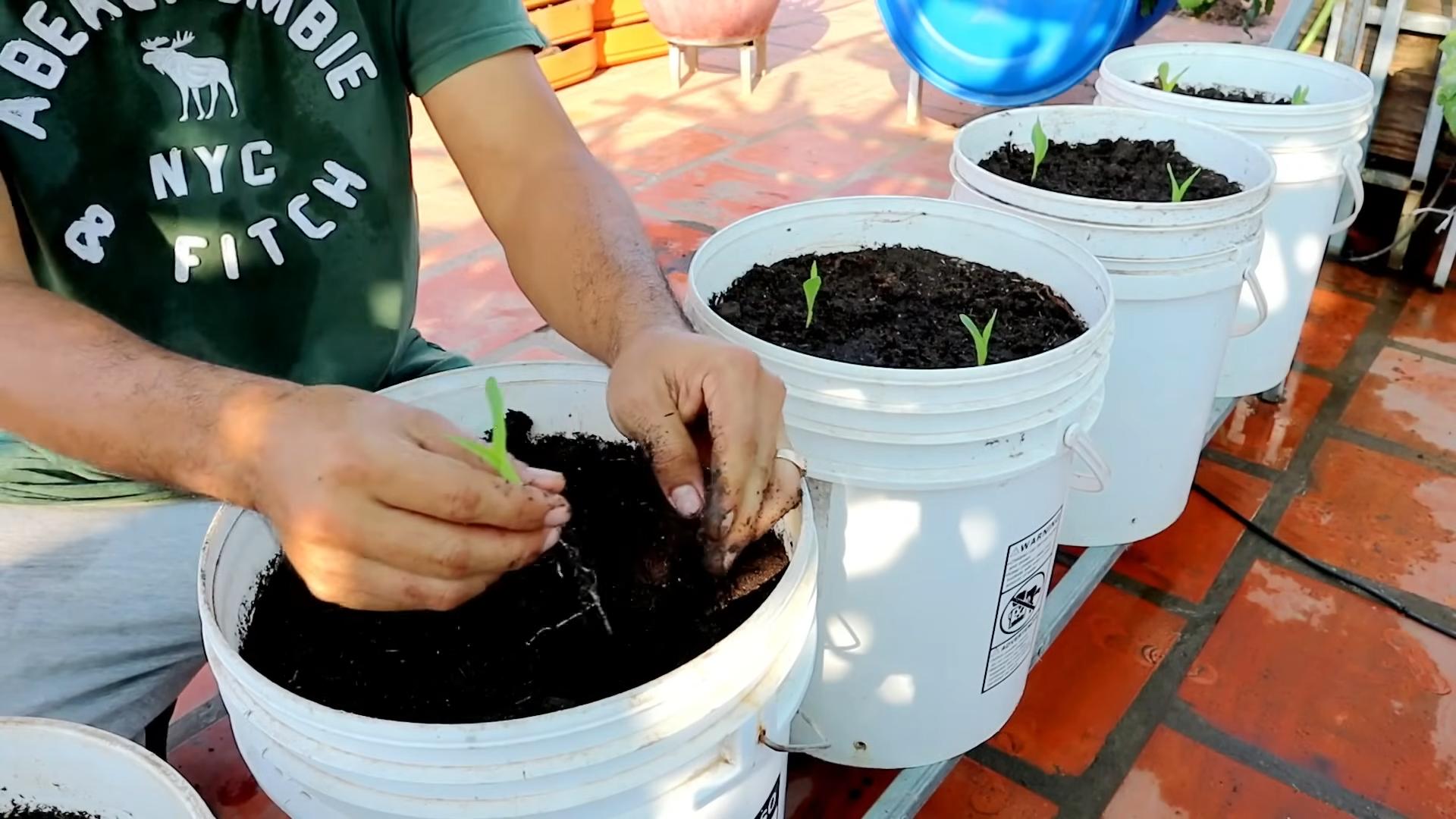 Grow Sweet Corn in Containers