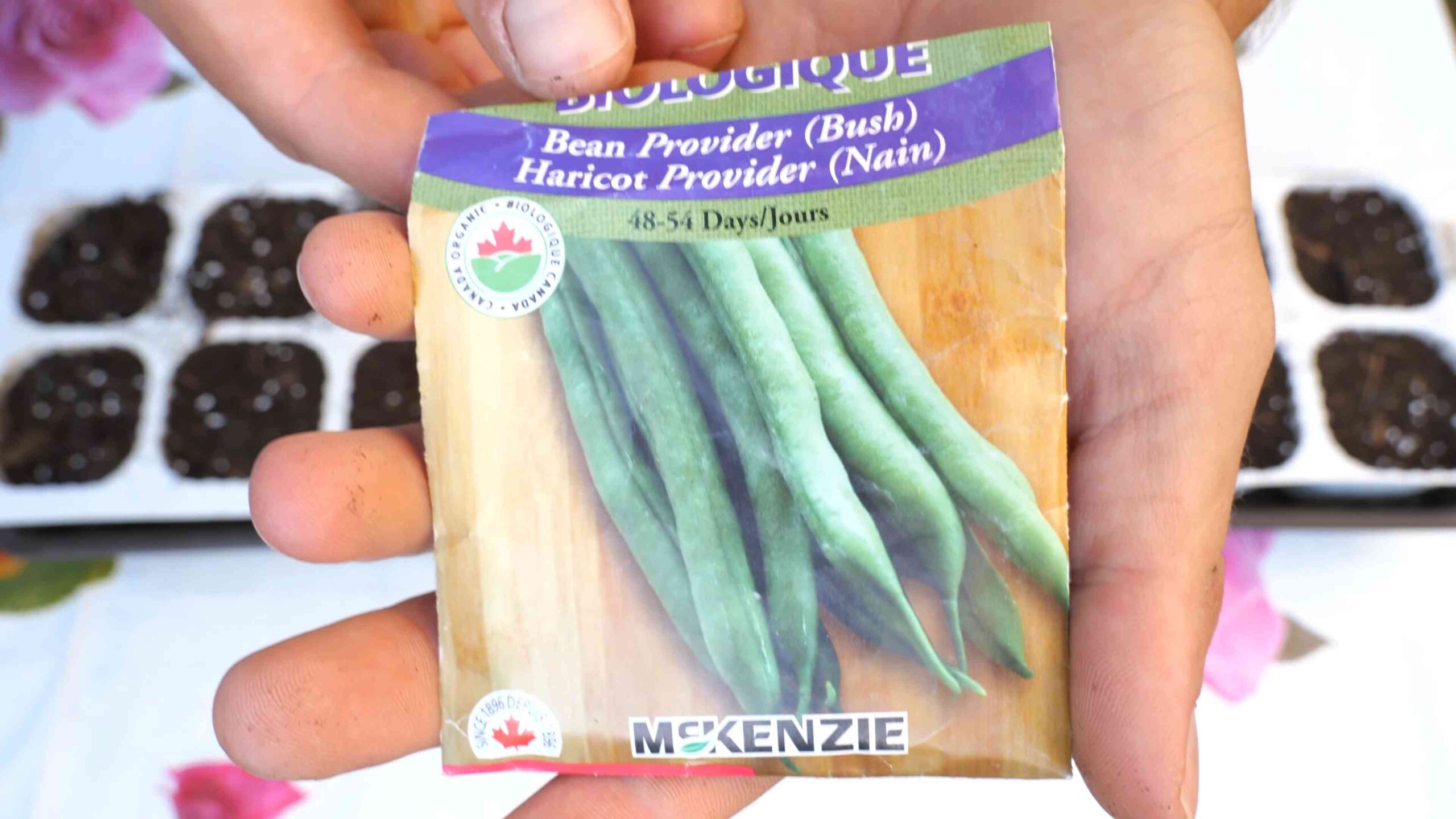 Growing Bush Beans