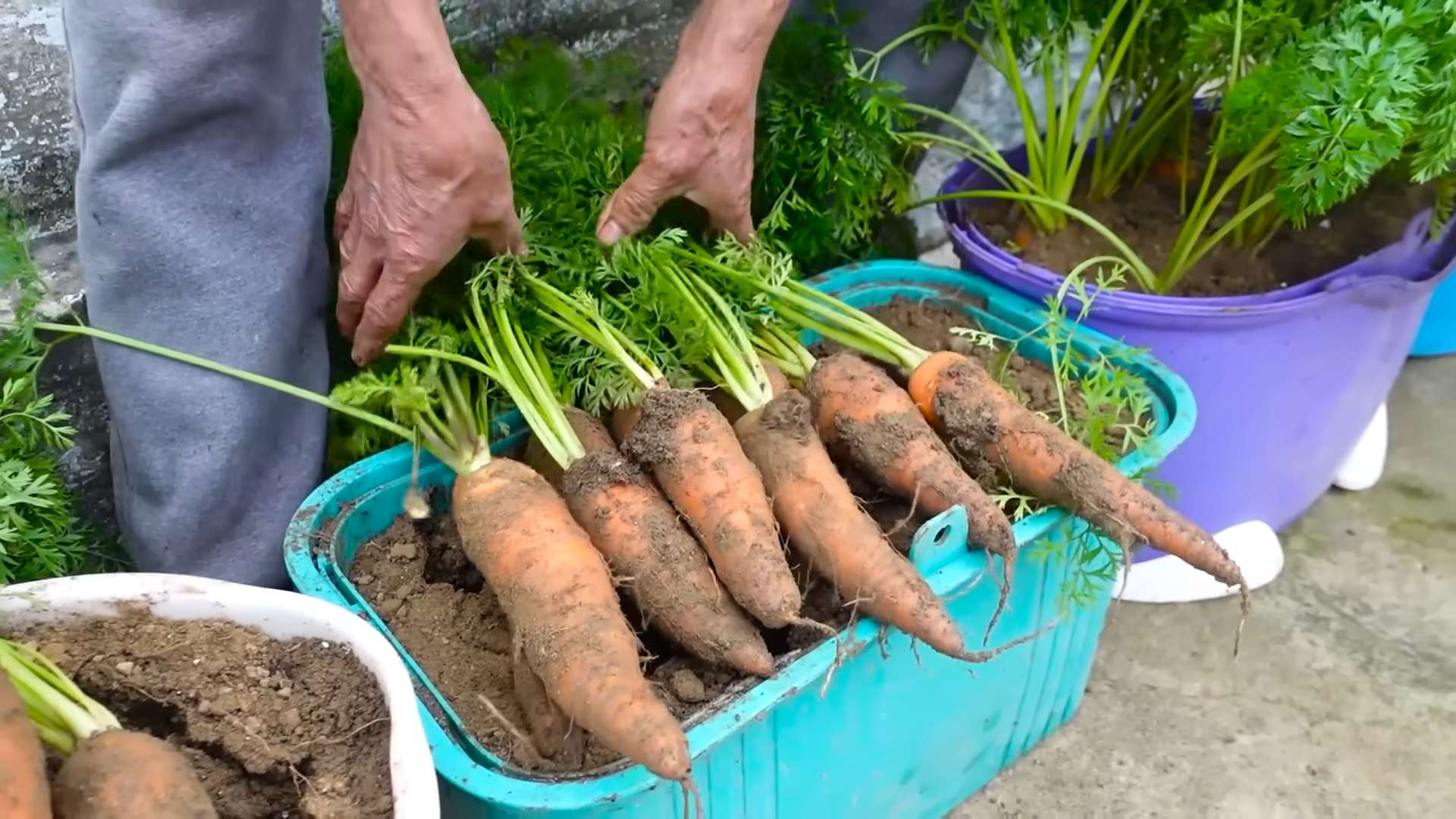 Growing Carrots at Home