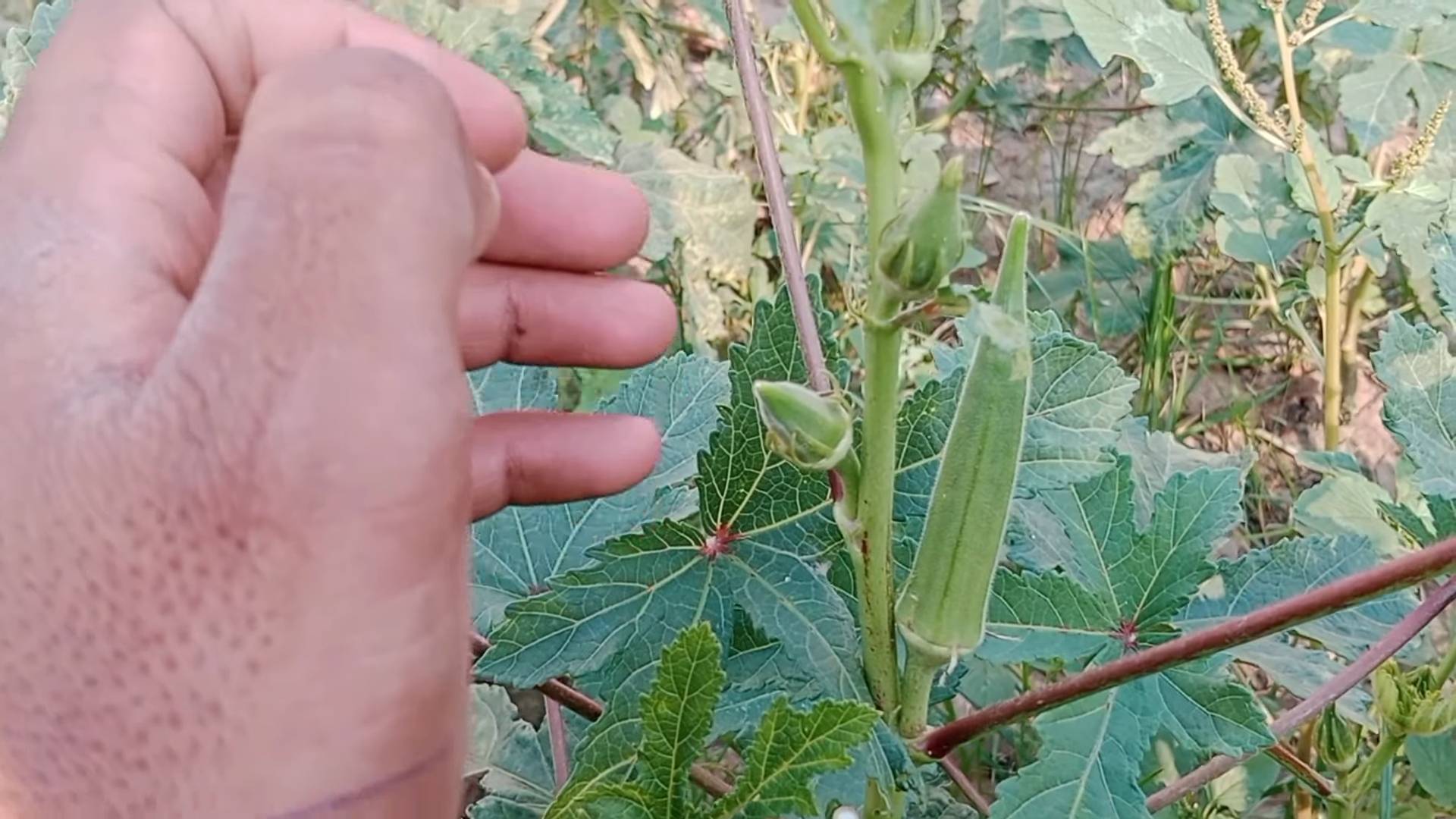 Grow Okra Consistent Harvest