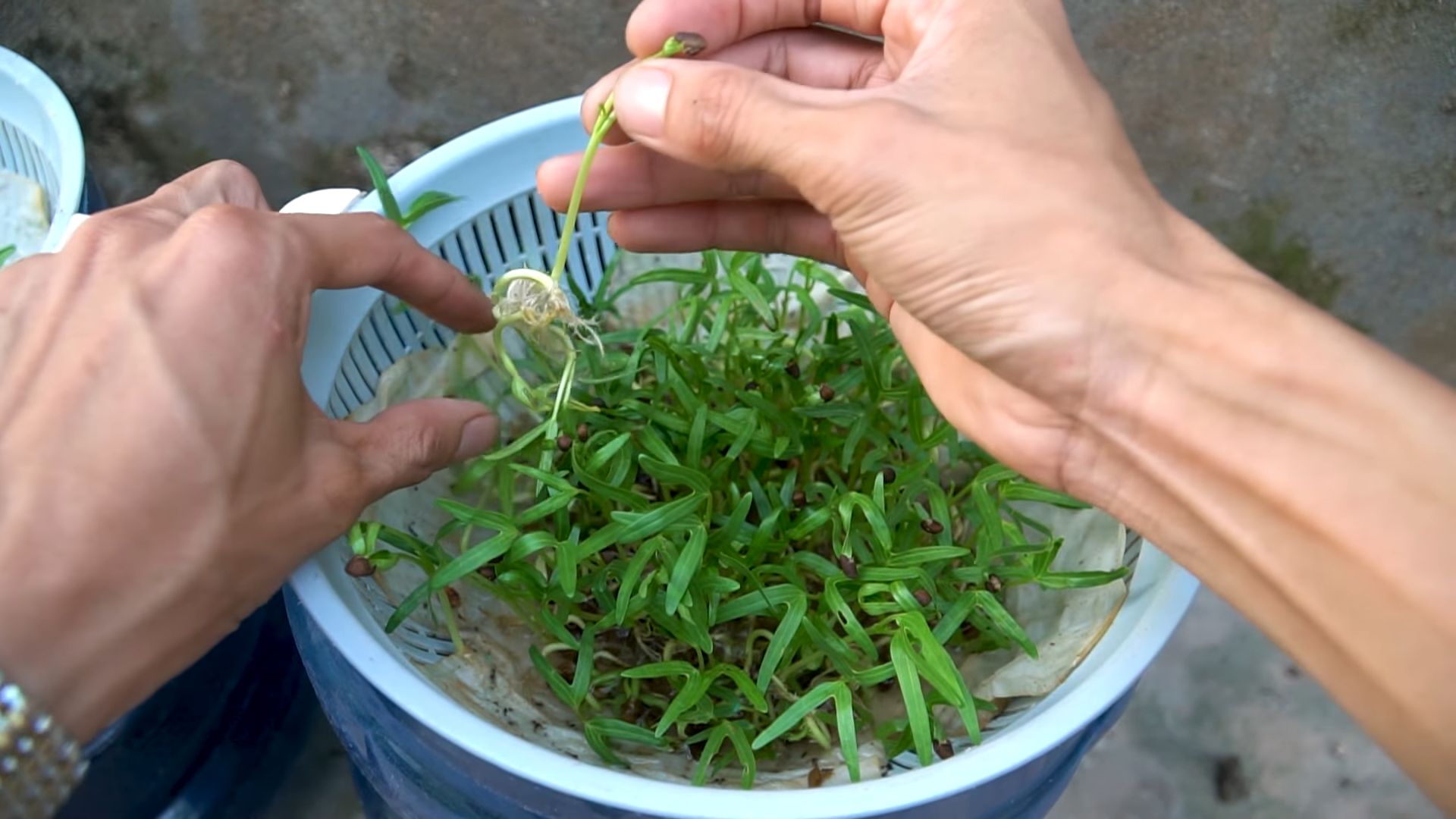 Hydroponic water spinach growing
