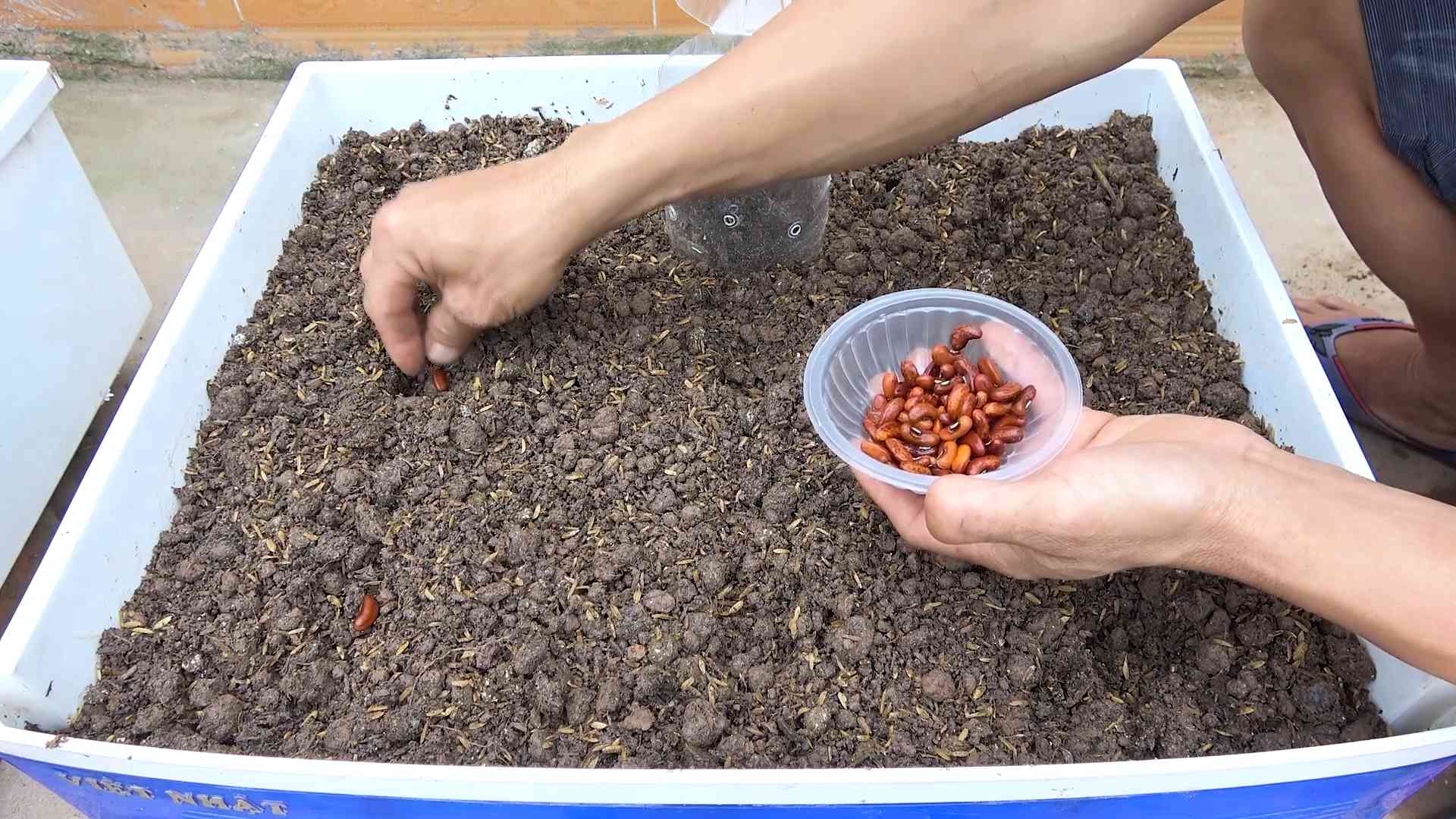 Harvesting Yardlong Beans