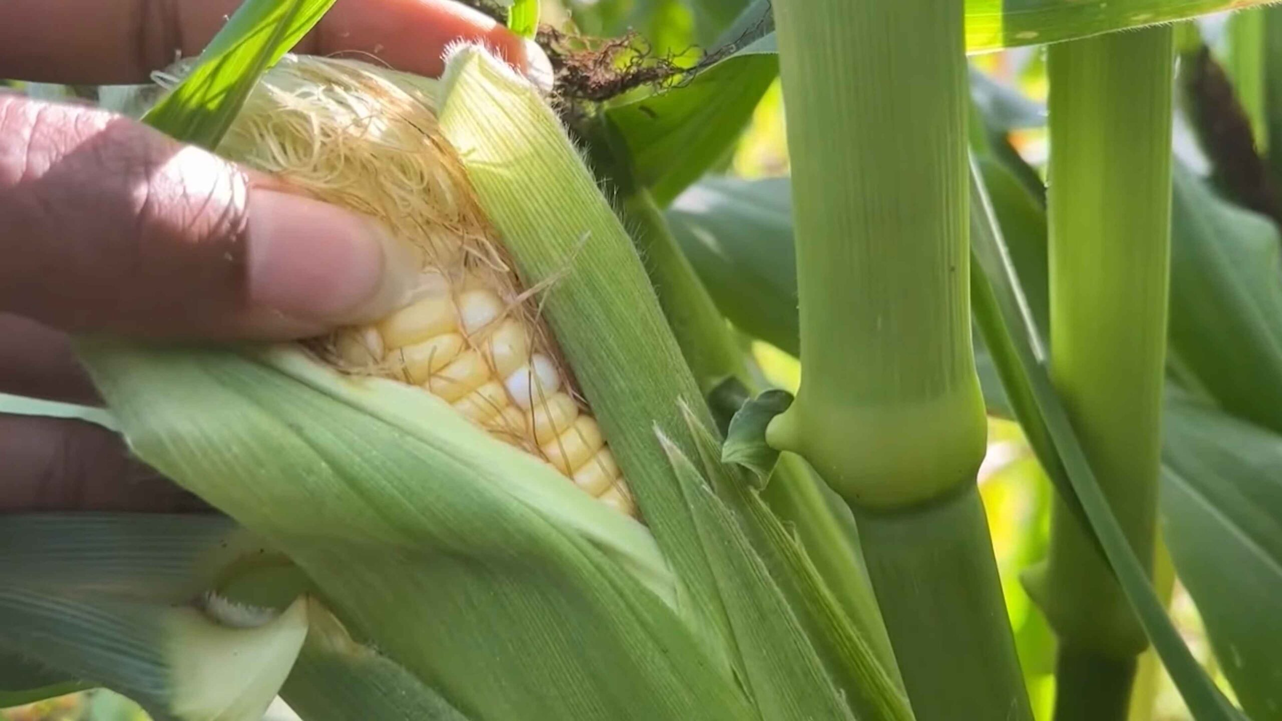 Growing Sweet Corn at Home