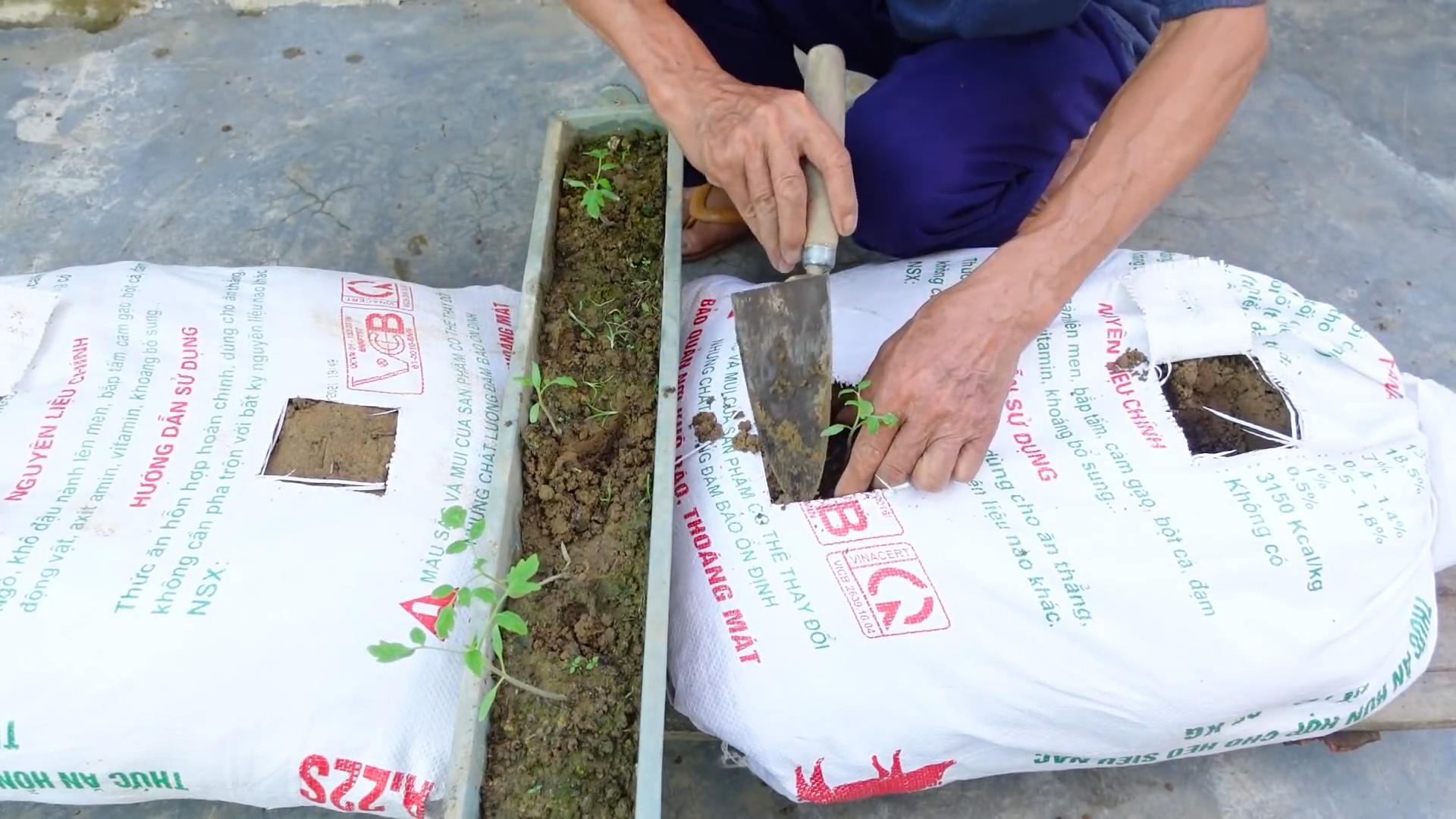 Grow your own tomatoes
