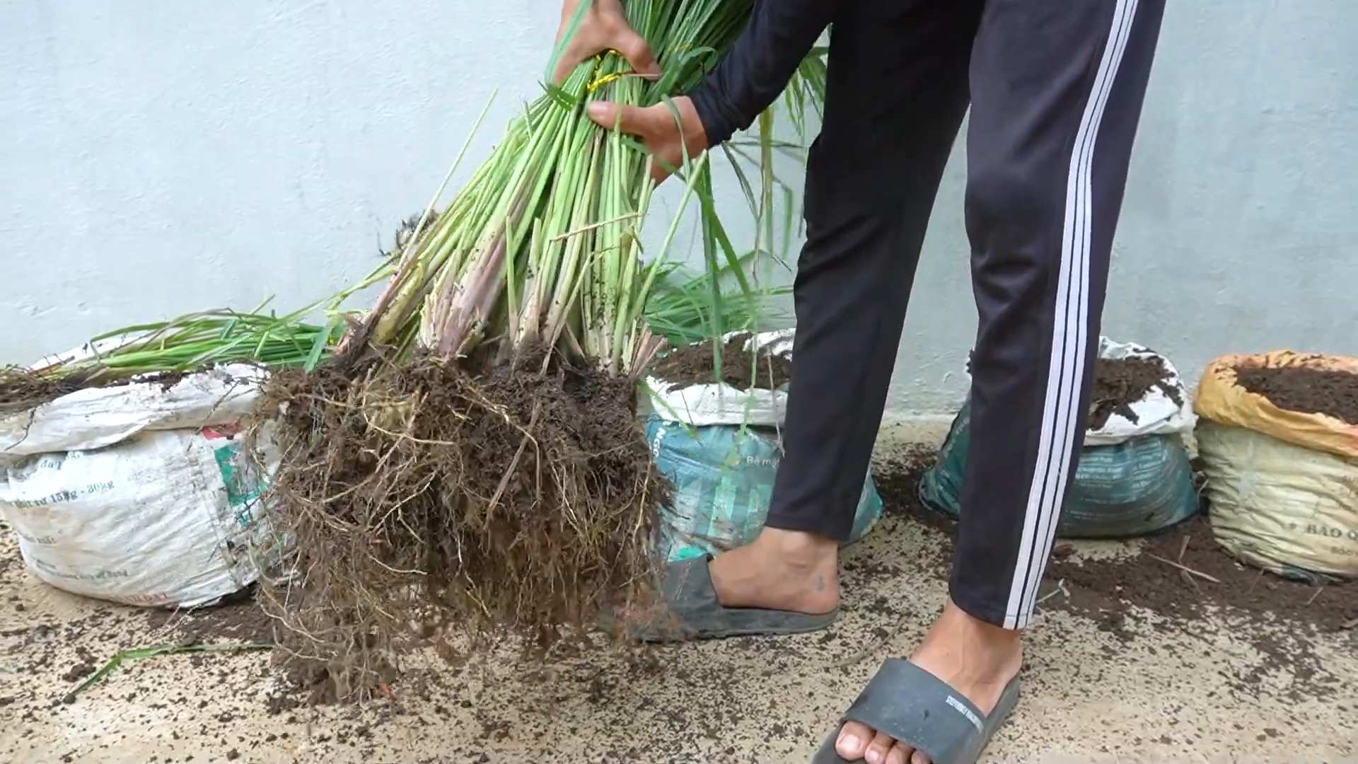 Plant Lemongrass at Home