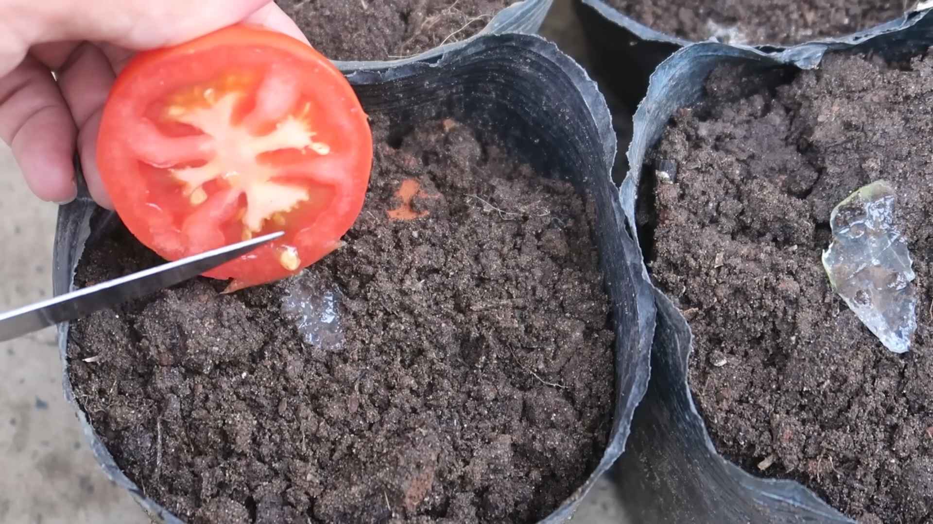 Grow Cherry Tomatoes Home