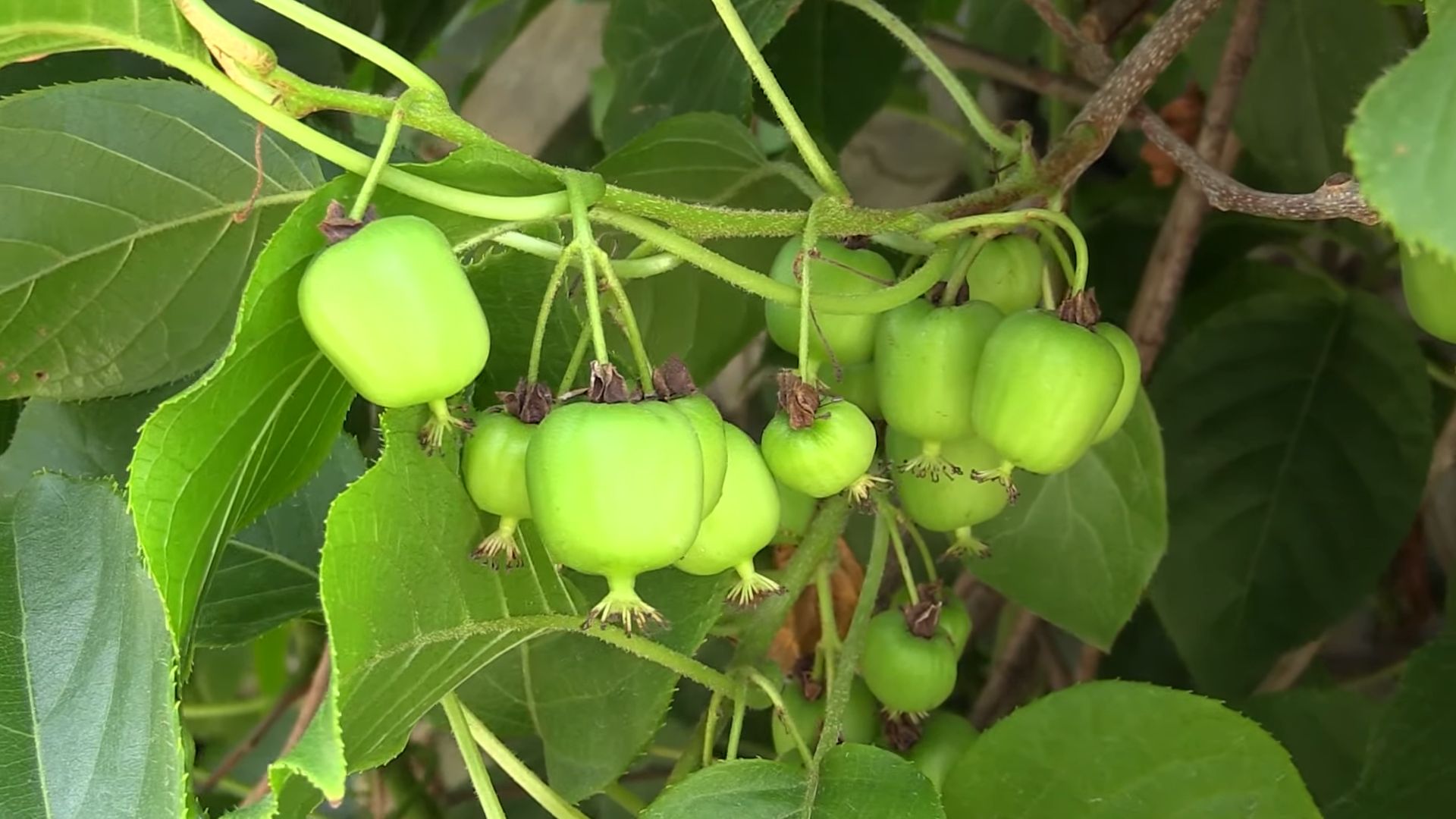Grow Your Own Kiwi