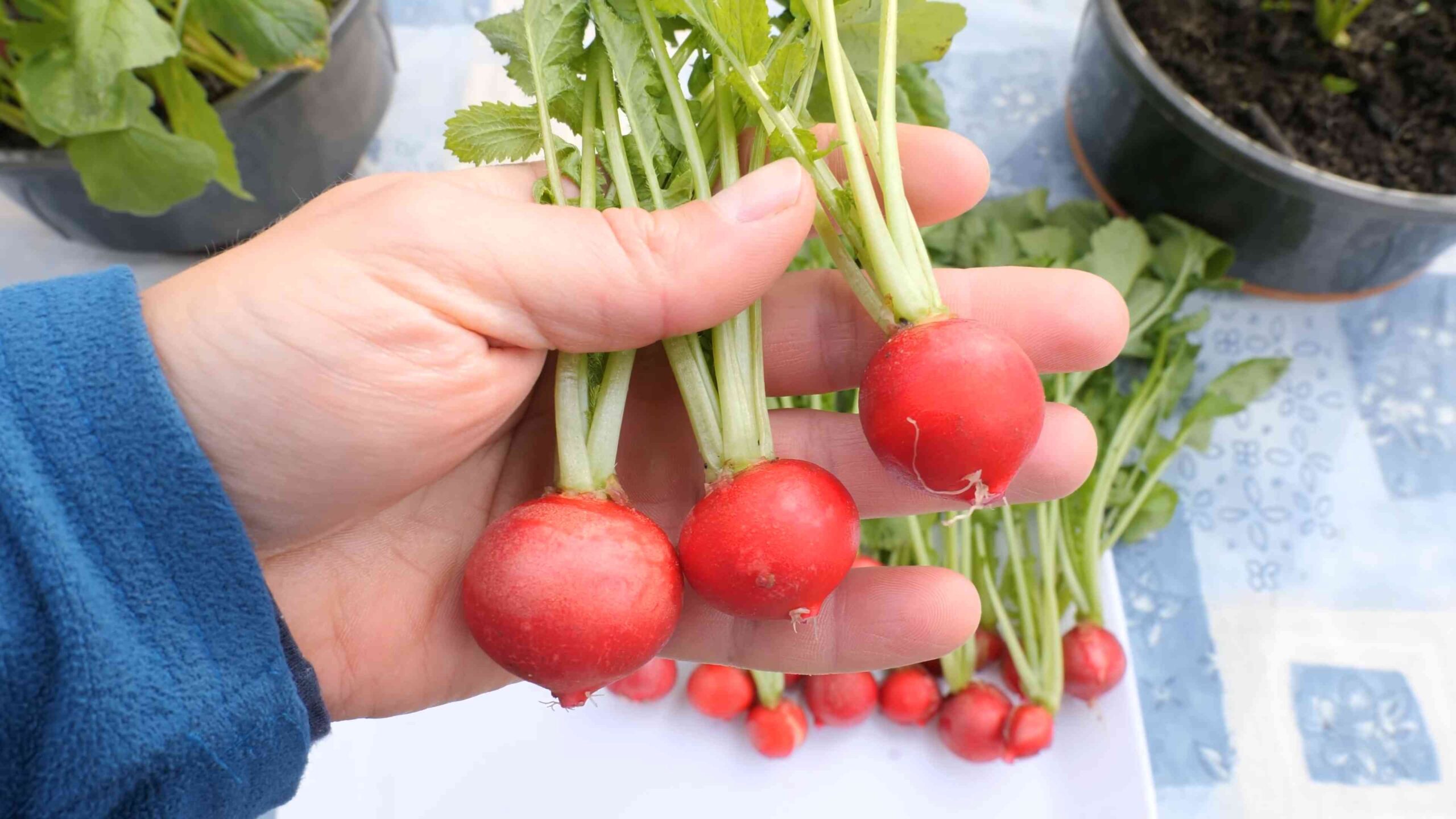 Growing Radishes Small Spaces