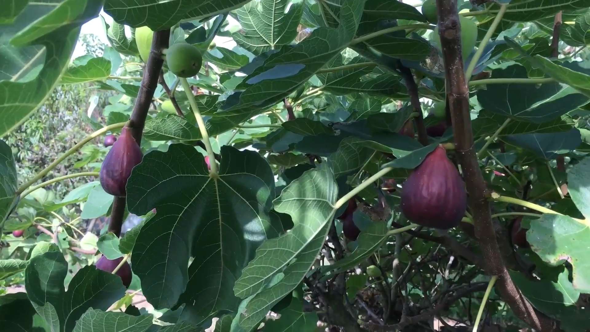 Grow Figs Backyard