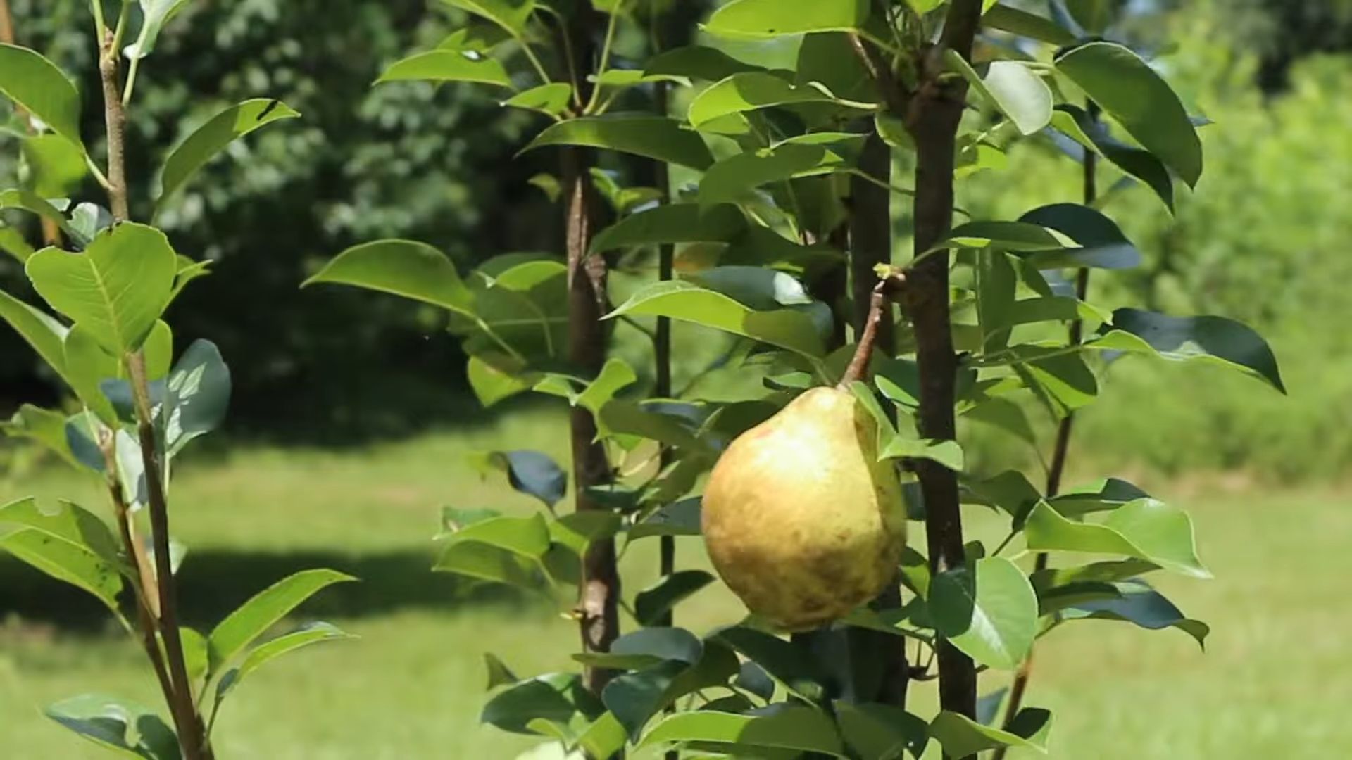 Growing Pears Backyard Beginners