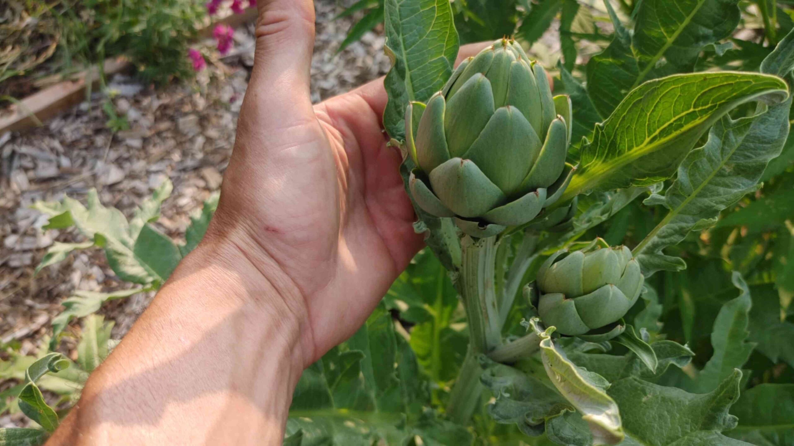 Growing Artichokes at Home
