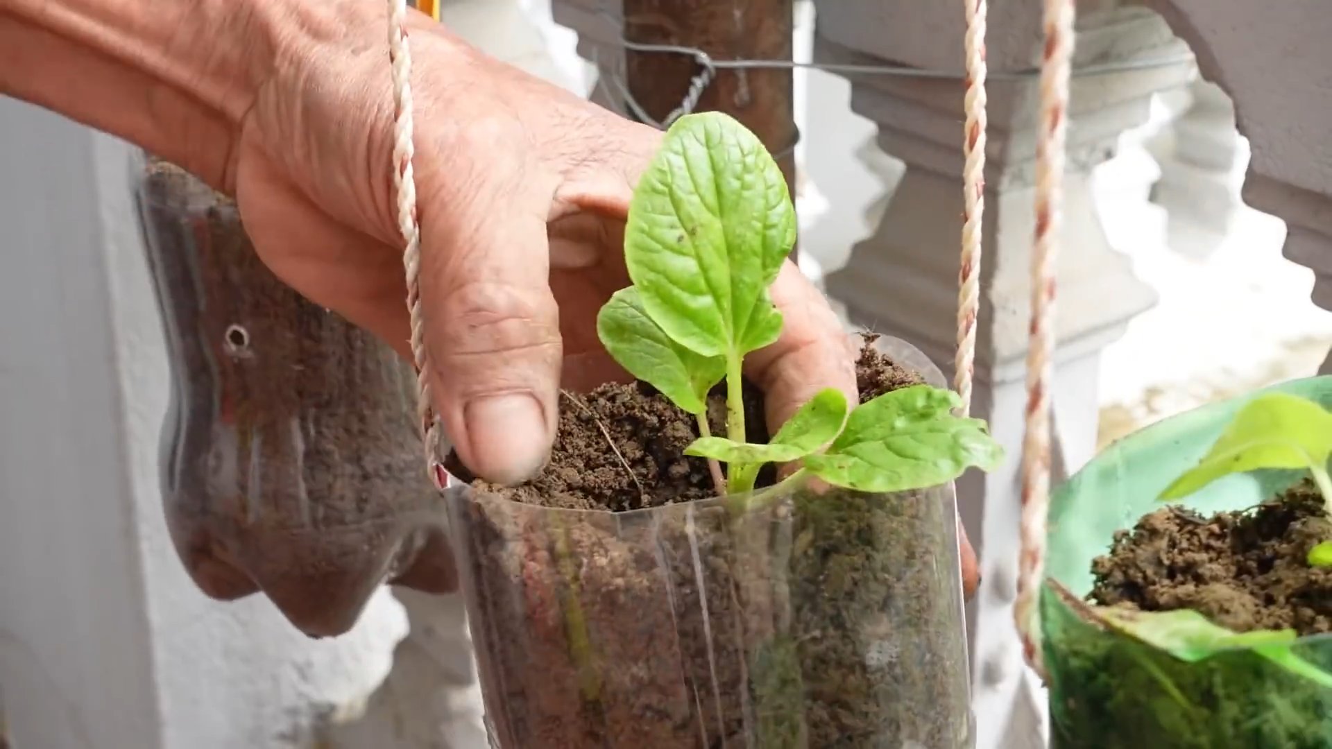 Growing Bok Choy at Home