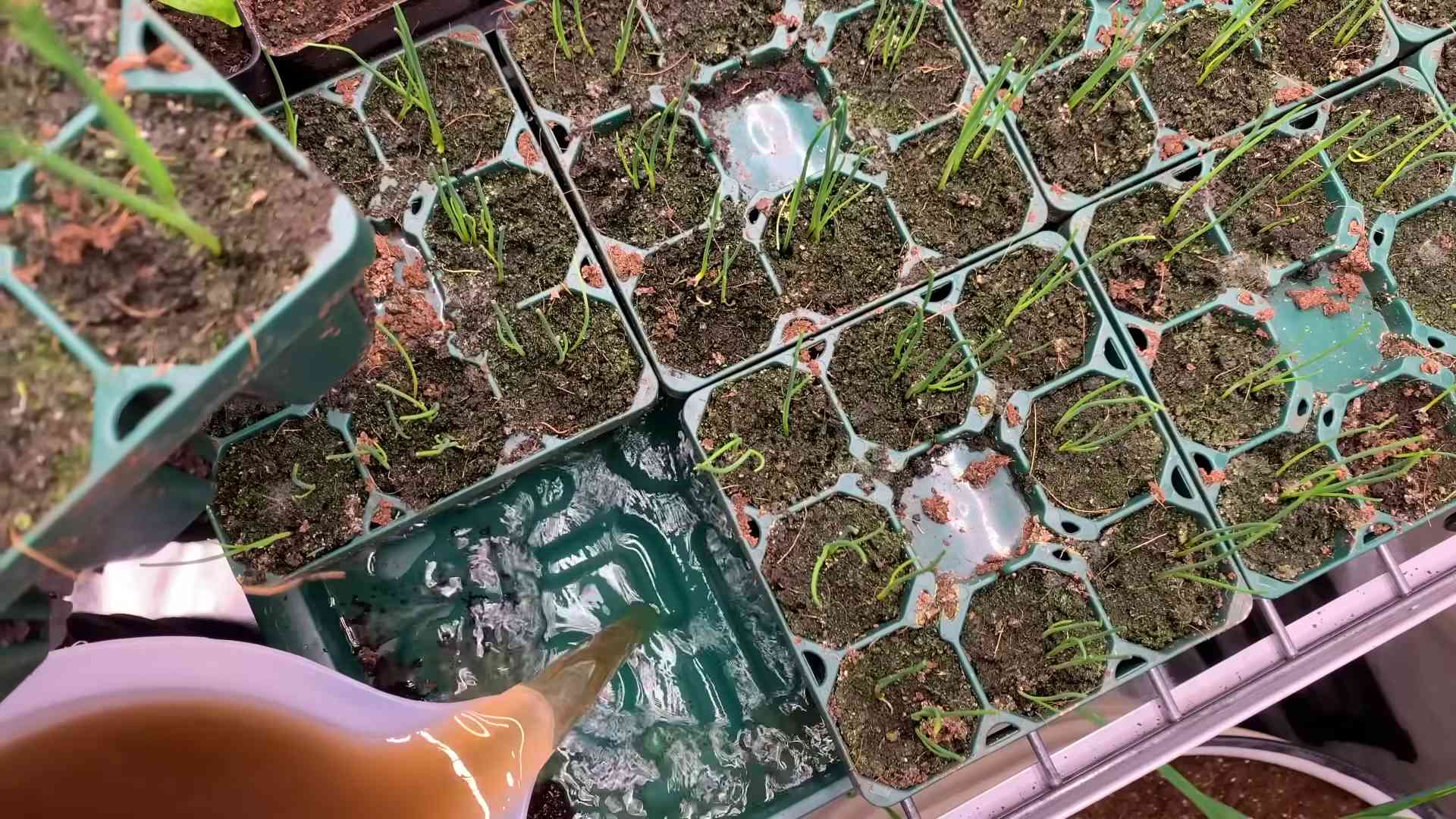 Growing green onions in water